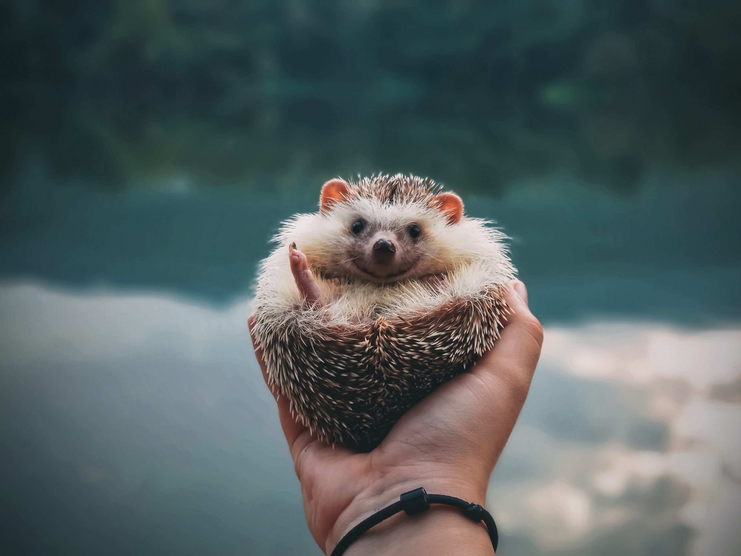 Adorable Hedgehog Picture. Reader's Digest