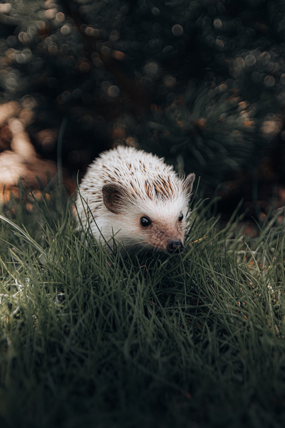 White hedgehog on green grass during daytime photo