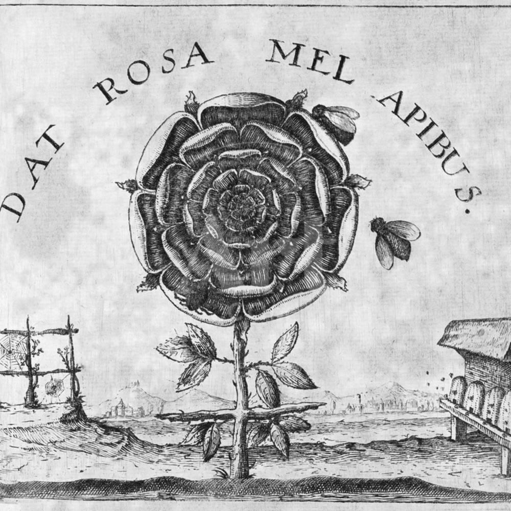 Rosicrucian Mystical Symbol Print Wall Art by Middle Temple Library Sold by Art.Com