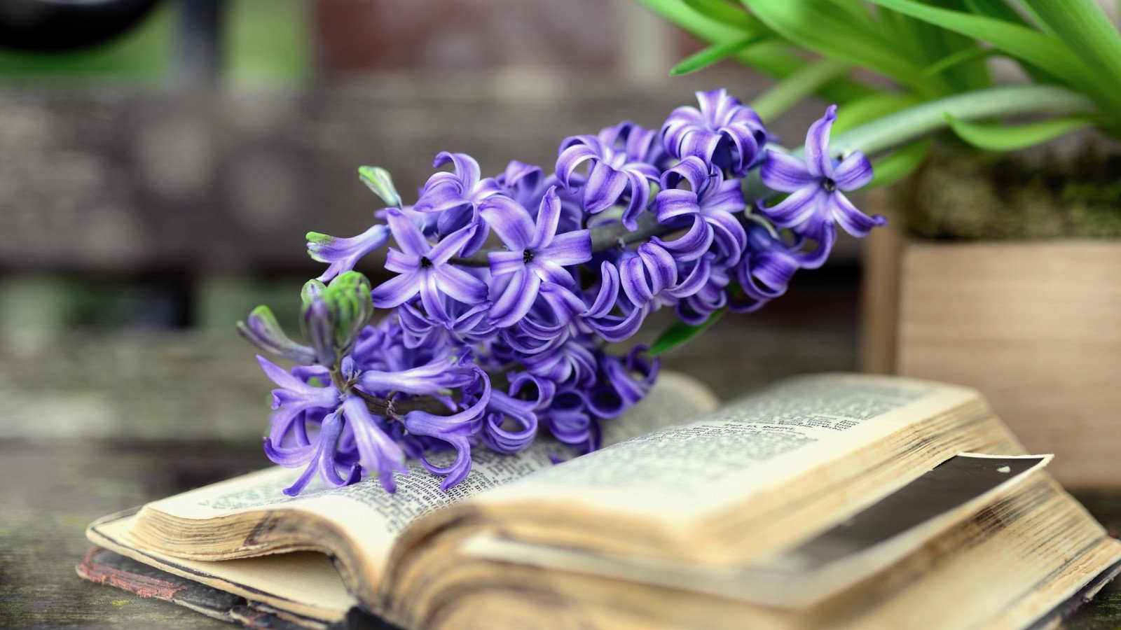 Download wallpaper: Hyacinth Spring flowers 1600x900