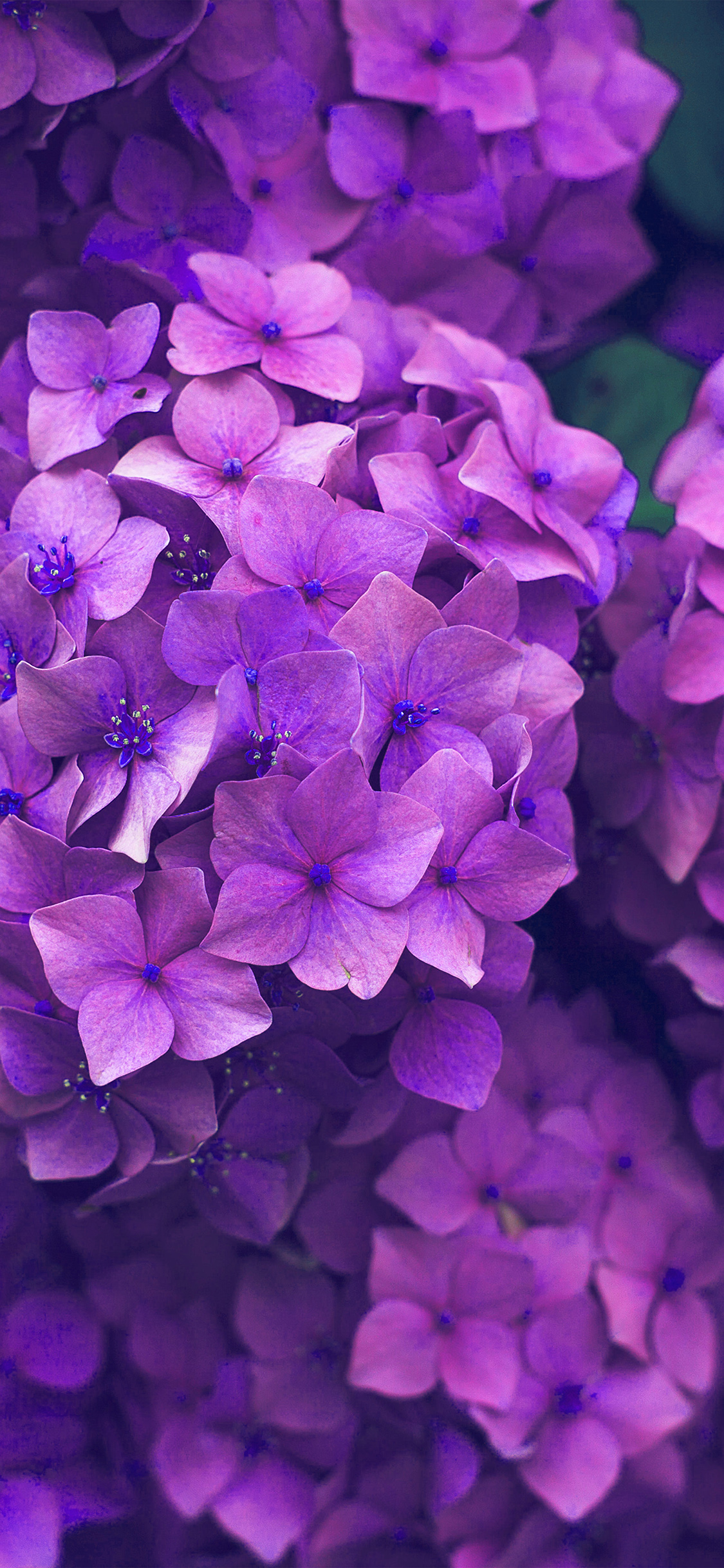 iPhone X wallpaper. flower spring pink purple nature