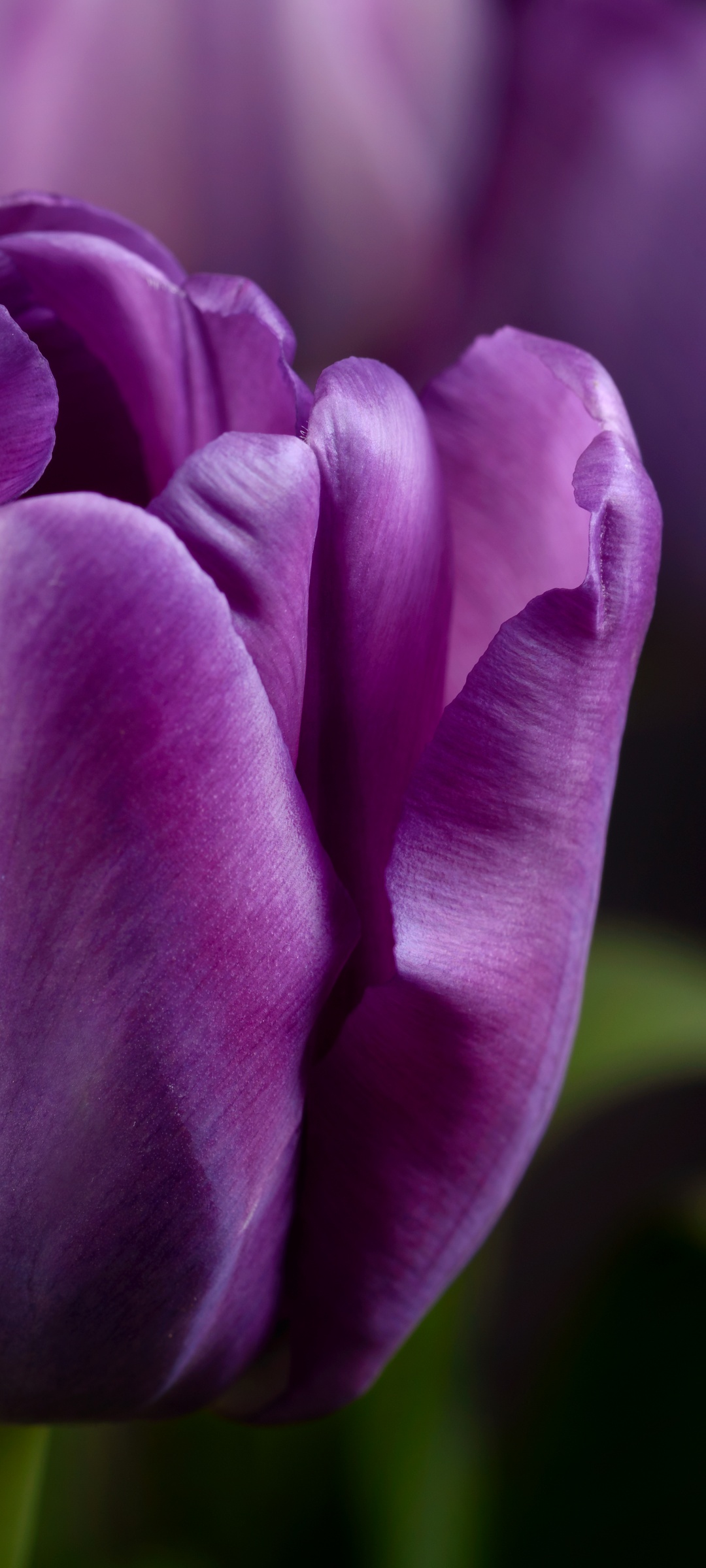 Purple tulips Wallpaper 4K, Closeup, Macro, Bokeh, Flowers