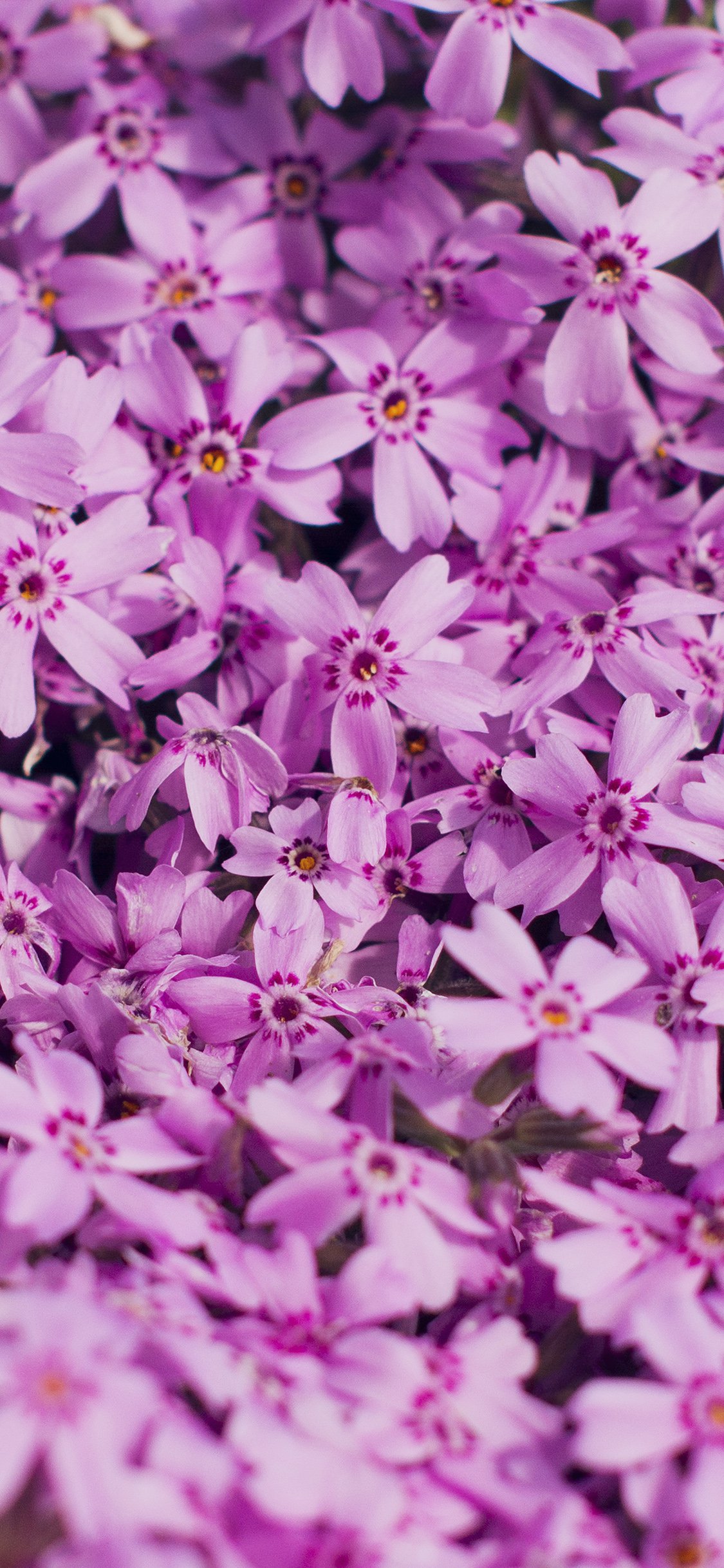 Violet flower iPhone X Wallpaper Free Download