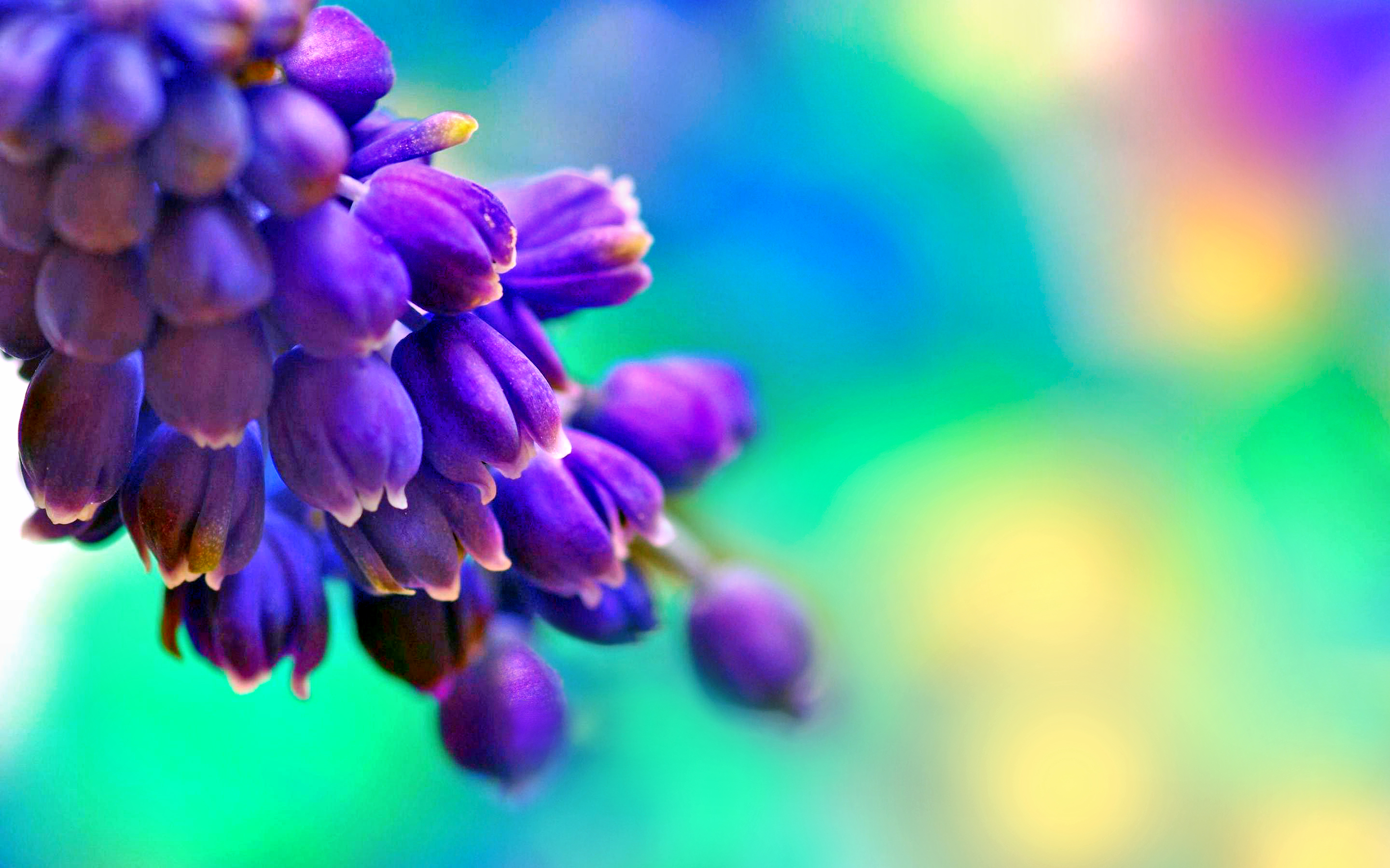 HD desktop wallpaper: Flowers, Violet, Earth, Purple, Pastel, Blossom download free picture