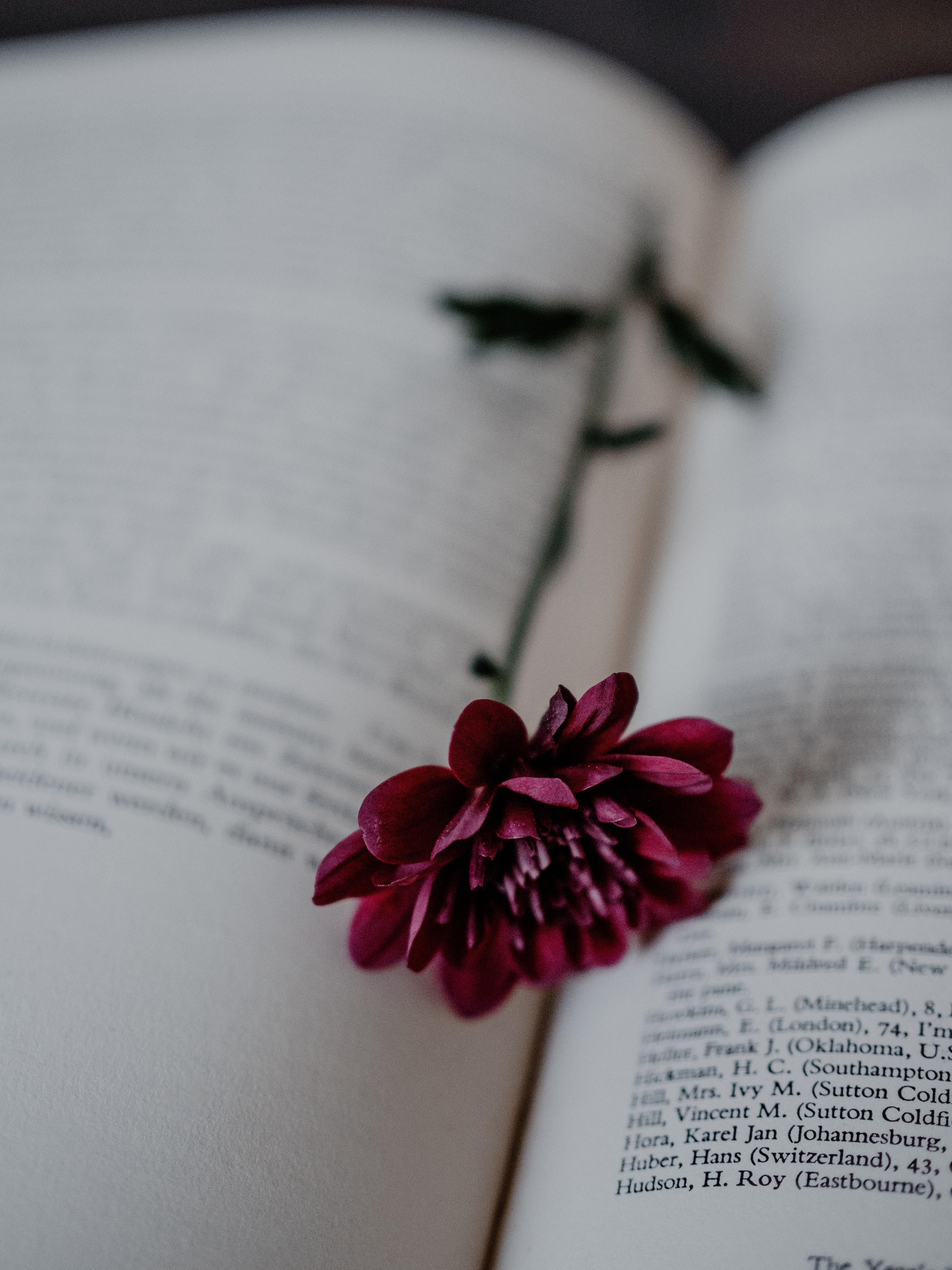 Flower Lying on an Open Book · Free