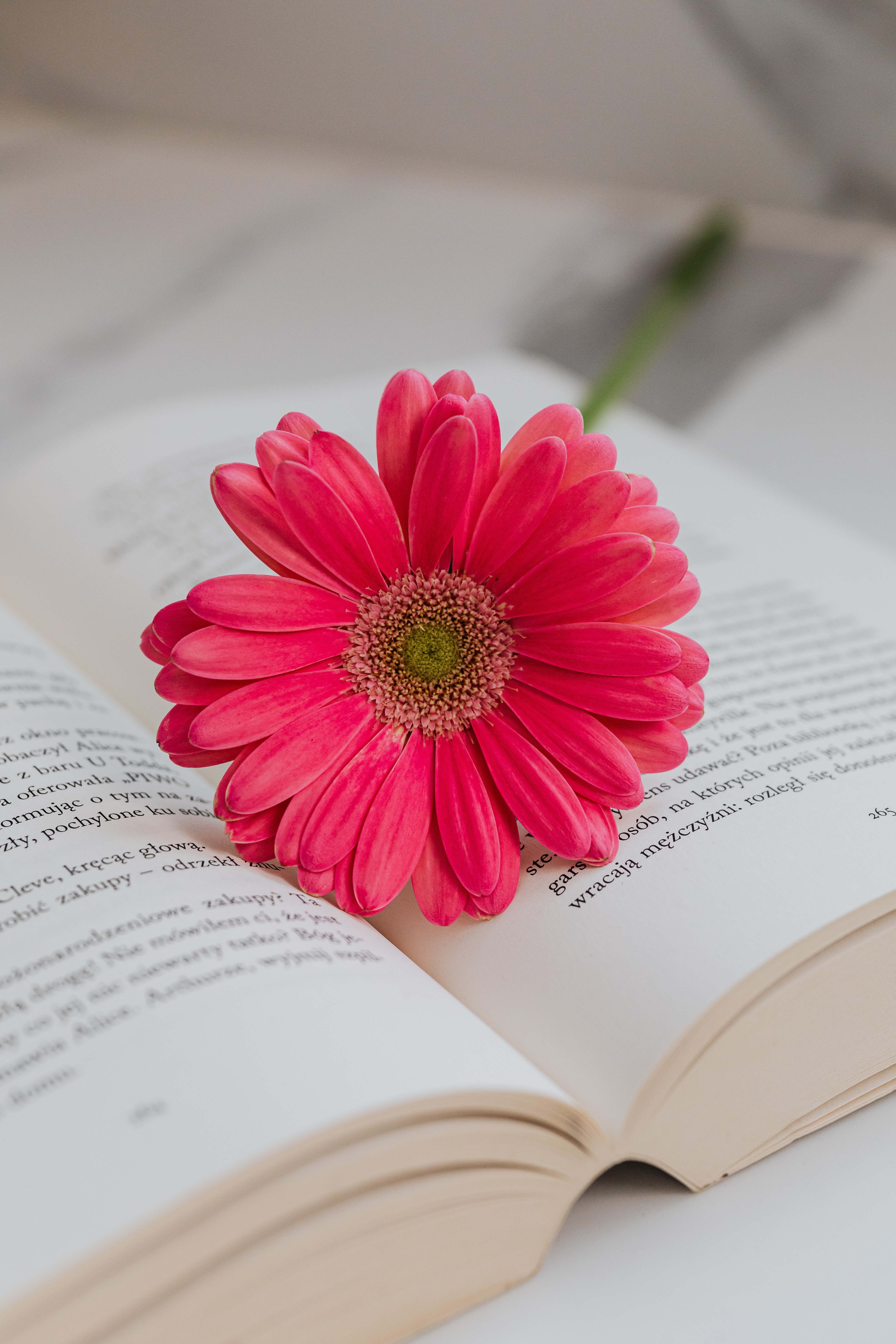 Pink Flower on the Open Book · Free