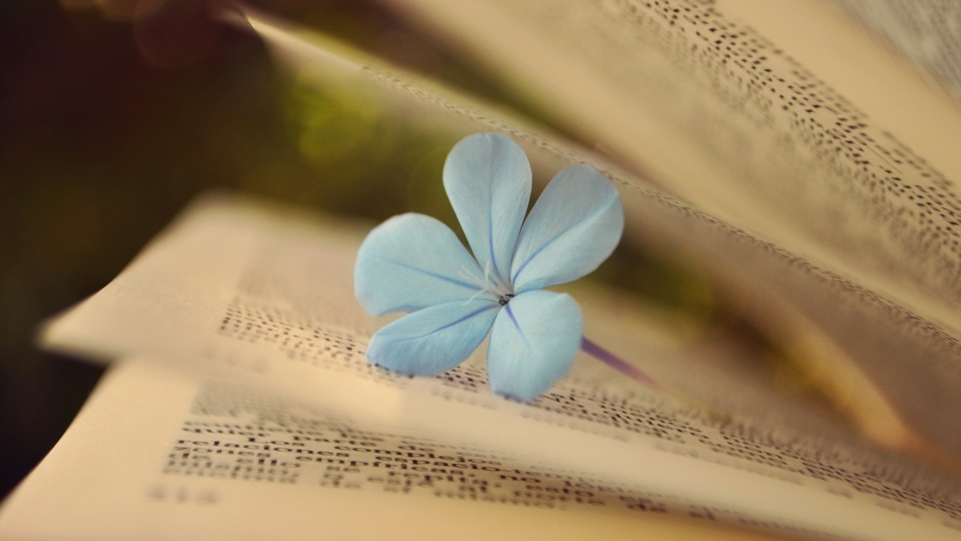 Book and Flower Wallpaper