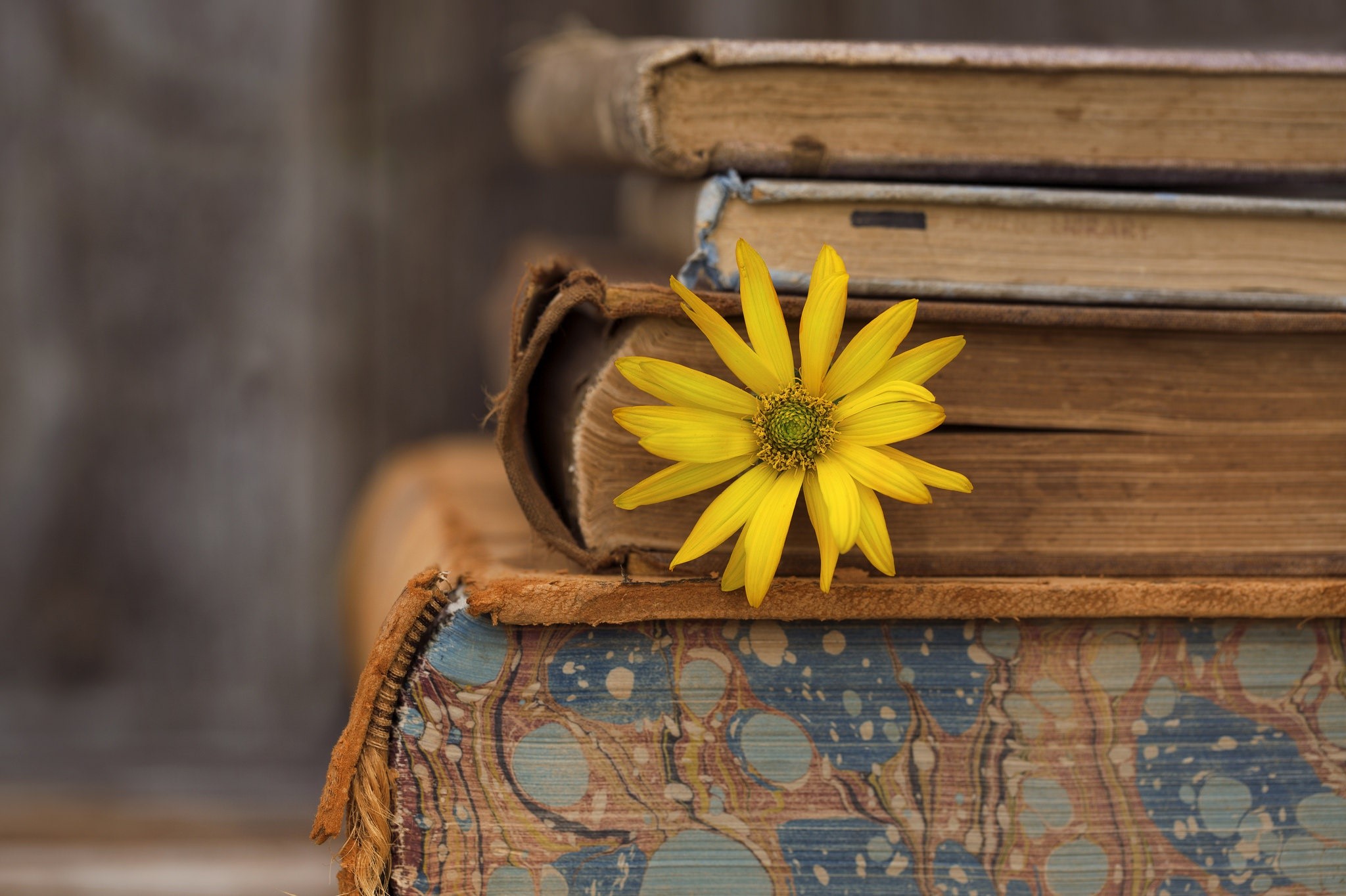 yellow flowers, old, books, flowers Gallery HD Wallpaper