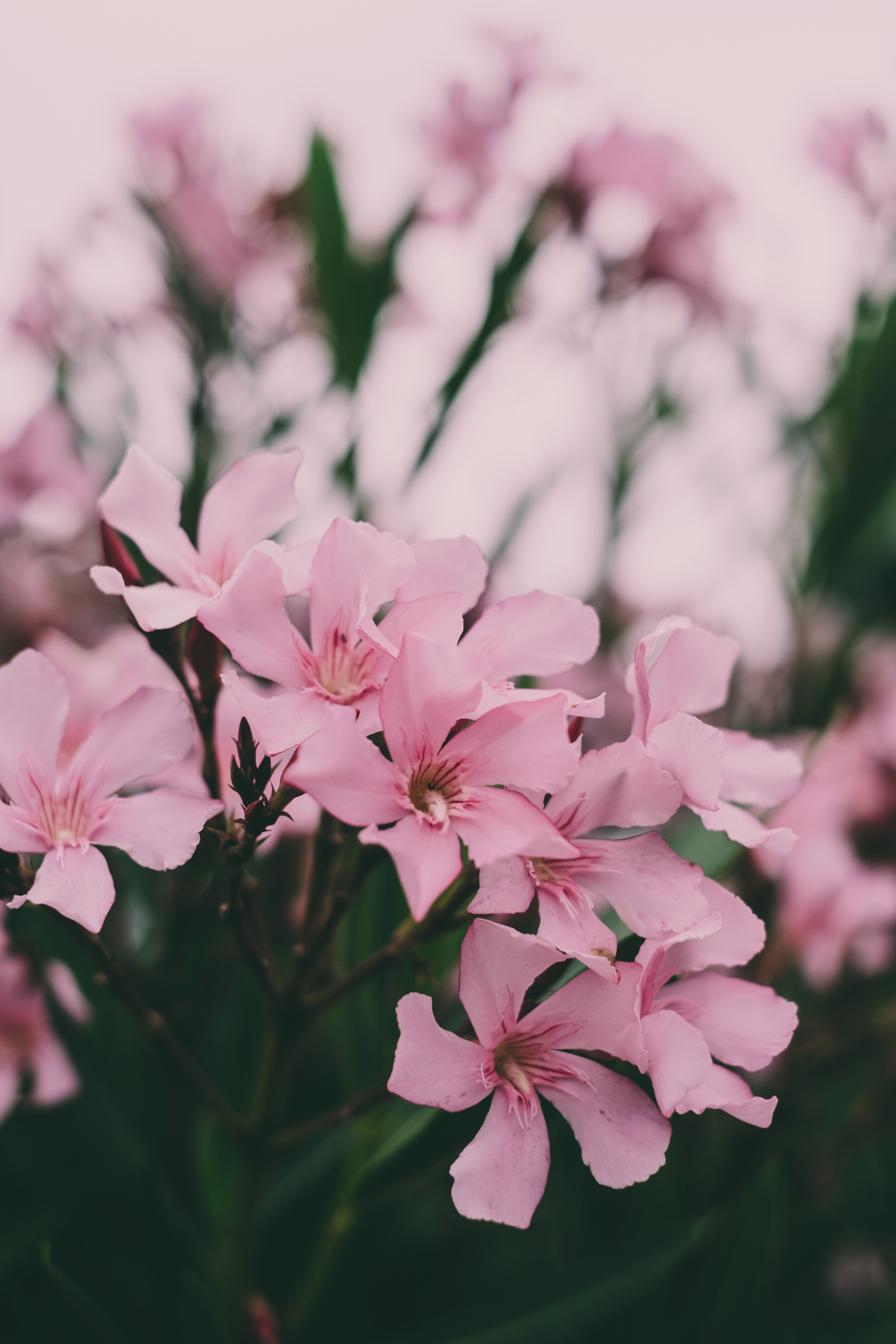Oleander Photo, Download The BEST Free Oleander & HD Image