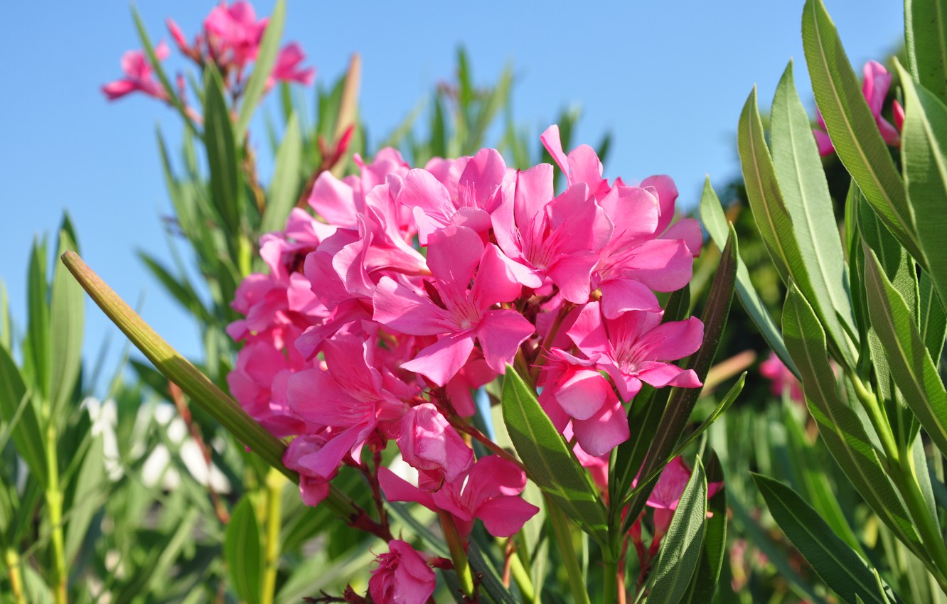 Wallpaper flowers, nature, oleander image for desktop, section цветы