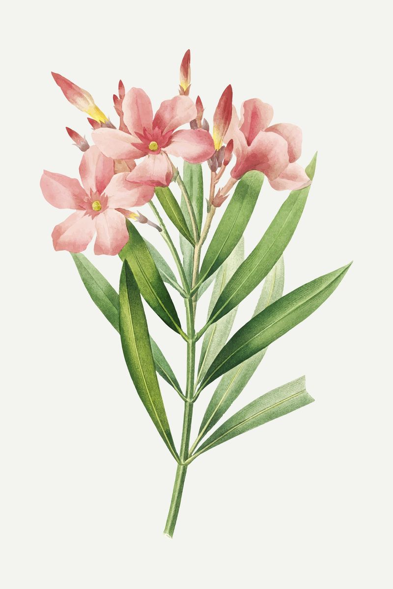 Oleander Flower Image Wallpaper