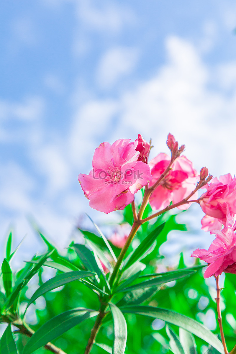 Summer Oleander Picture And HD Photo. Free Download On Lovepik