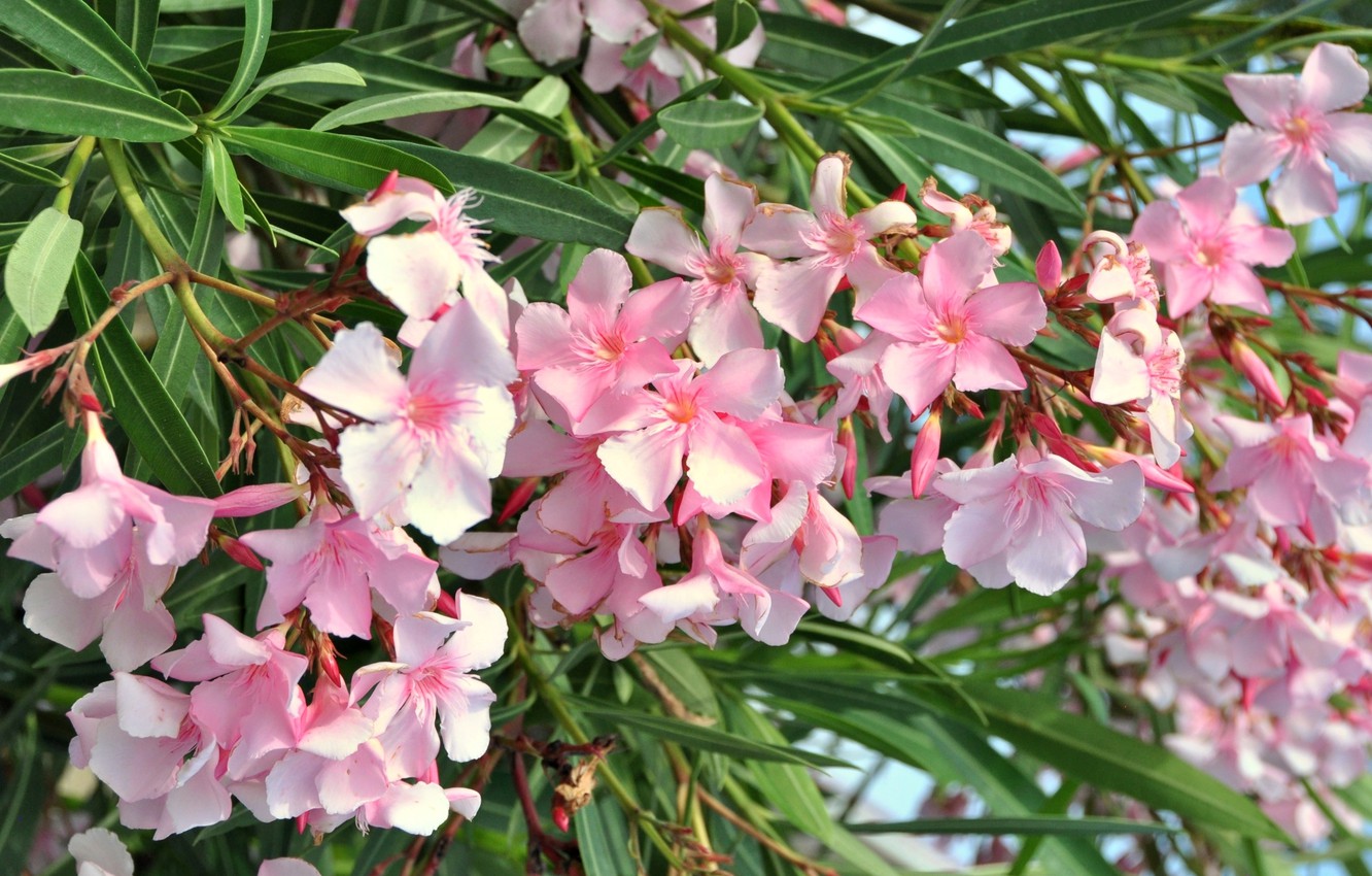 Wallpaper pink, petals, oleander image for desktop, section цветы