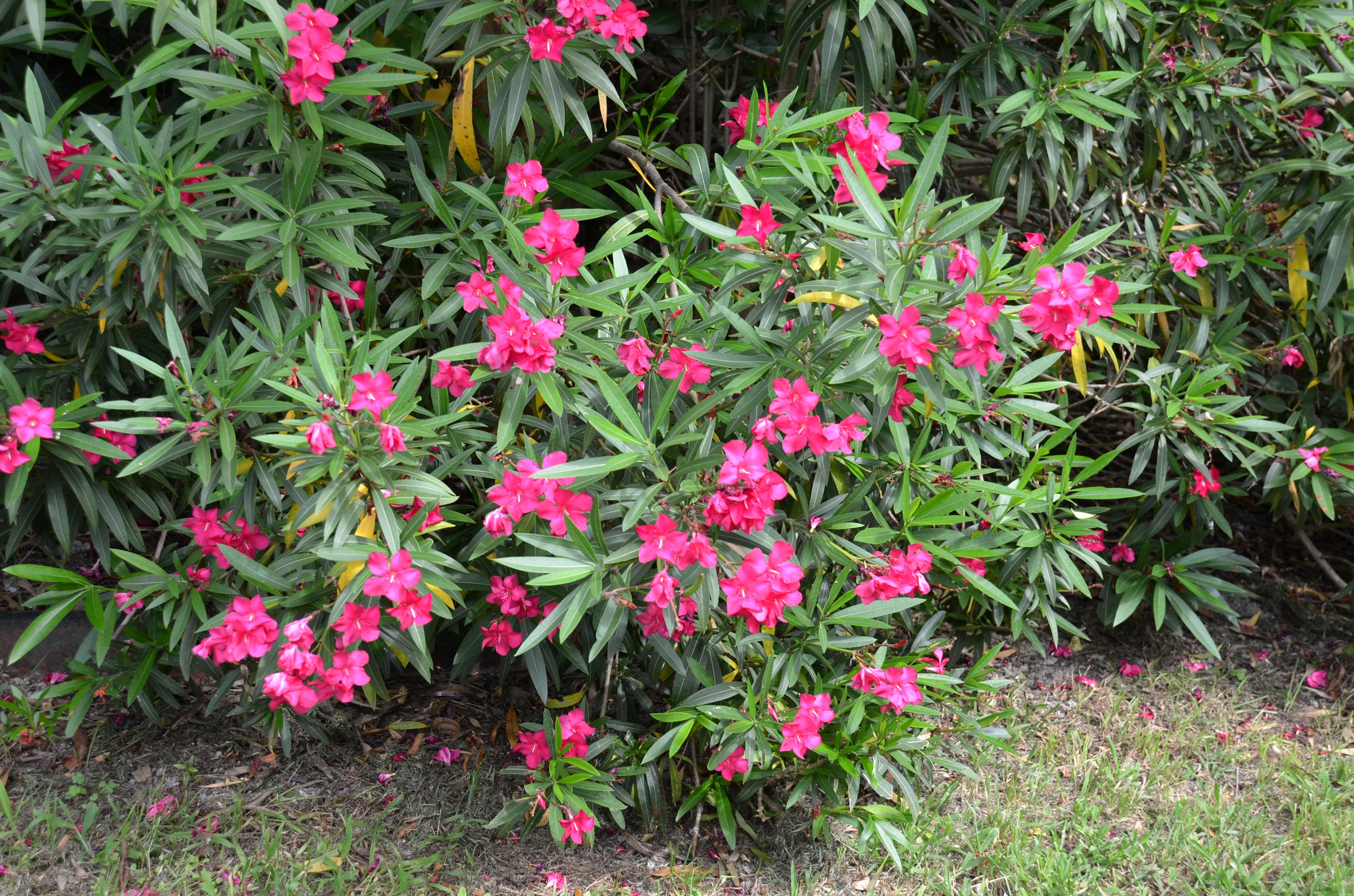 Oleander, Shrubs, Pink color Gallery HD Wallpaper