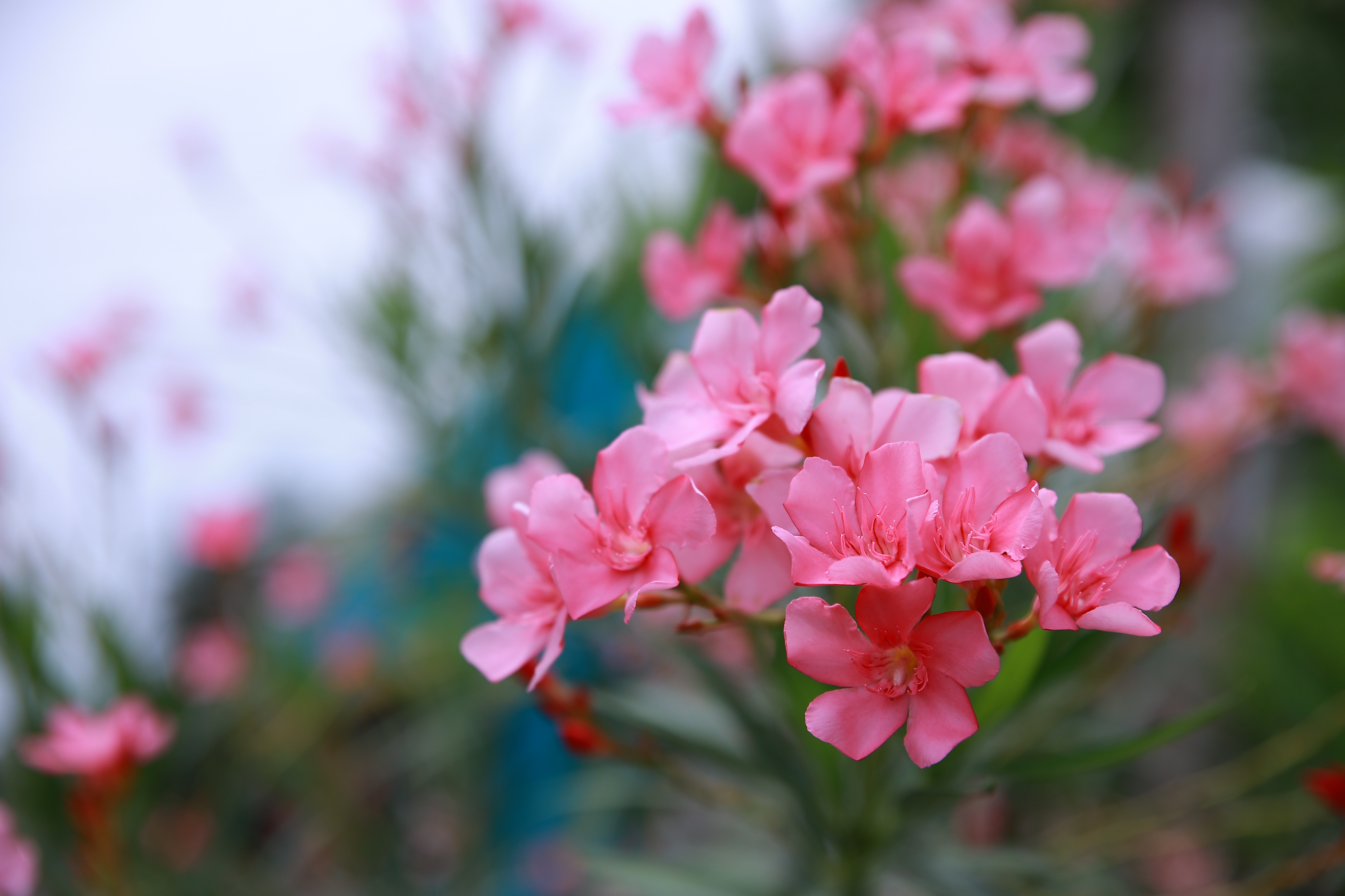 Oleander Plant in Blossom at a Gate · Free