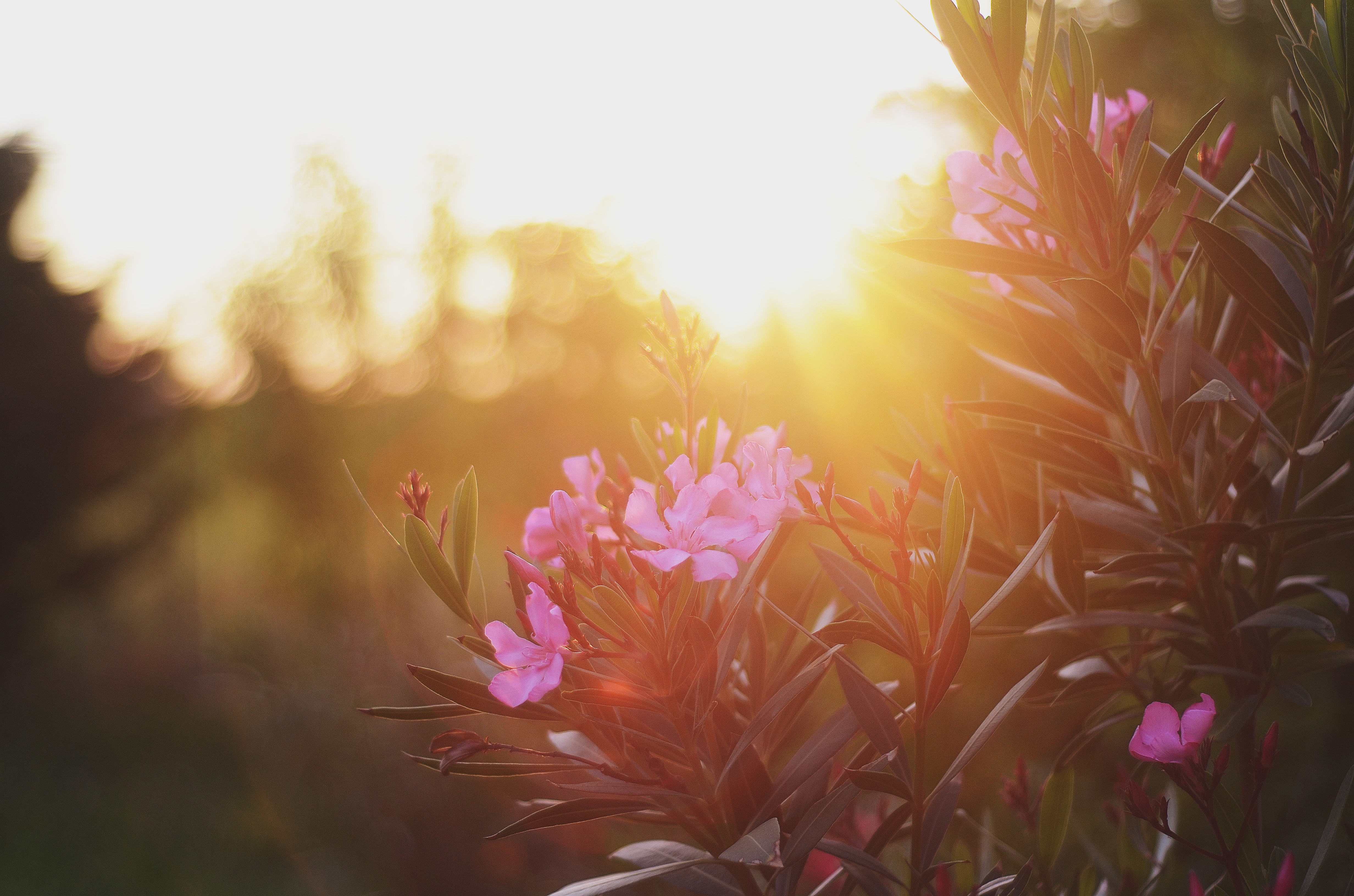 plants, Nerium oleander, Flowers Wallpaper HD / Desktop and Mobile Background