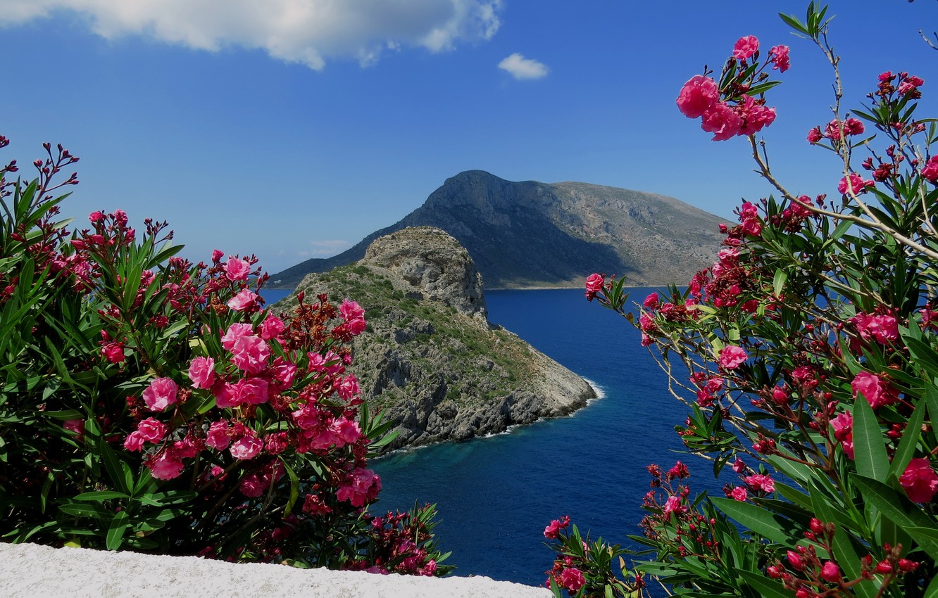 Wallpaper sea, landscape, mountains, nature, island, Greece, the bushes, oleander, Kalymnos image for desktop, section пейзажи