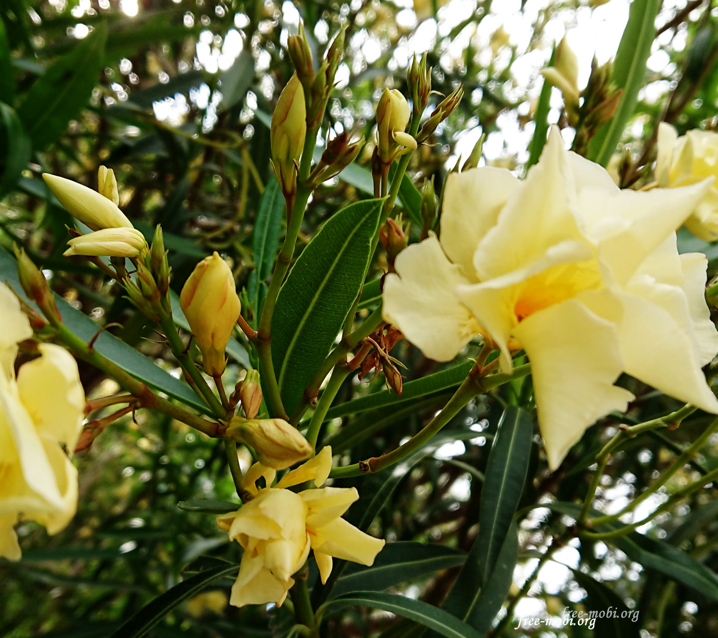 Yellow oleander Wallpaper