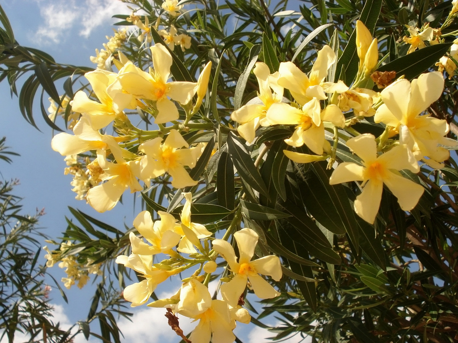 Wallpaper, oleander, yellow, leaves, sky, clouds 1600x1200