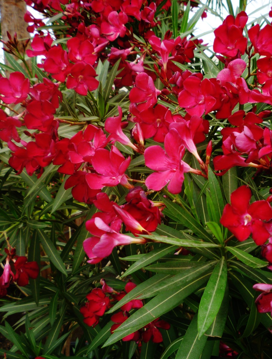 Oleander: Hardy, Evergreen Southern Beauty (With Picture)