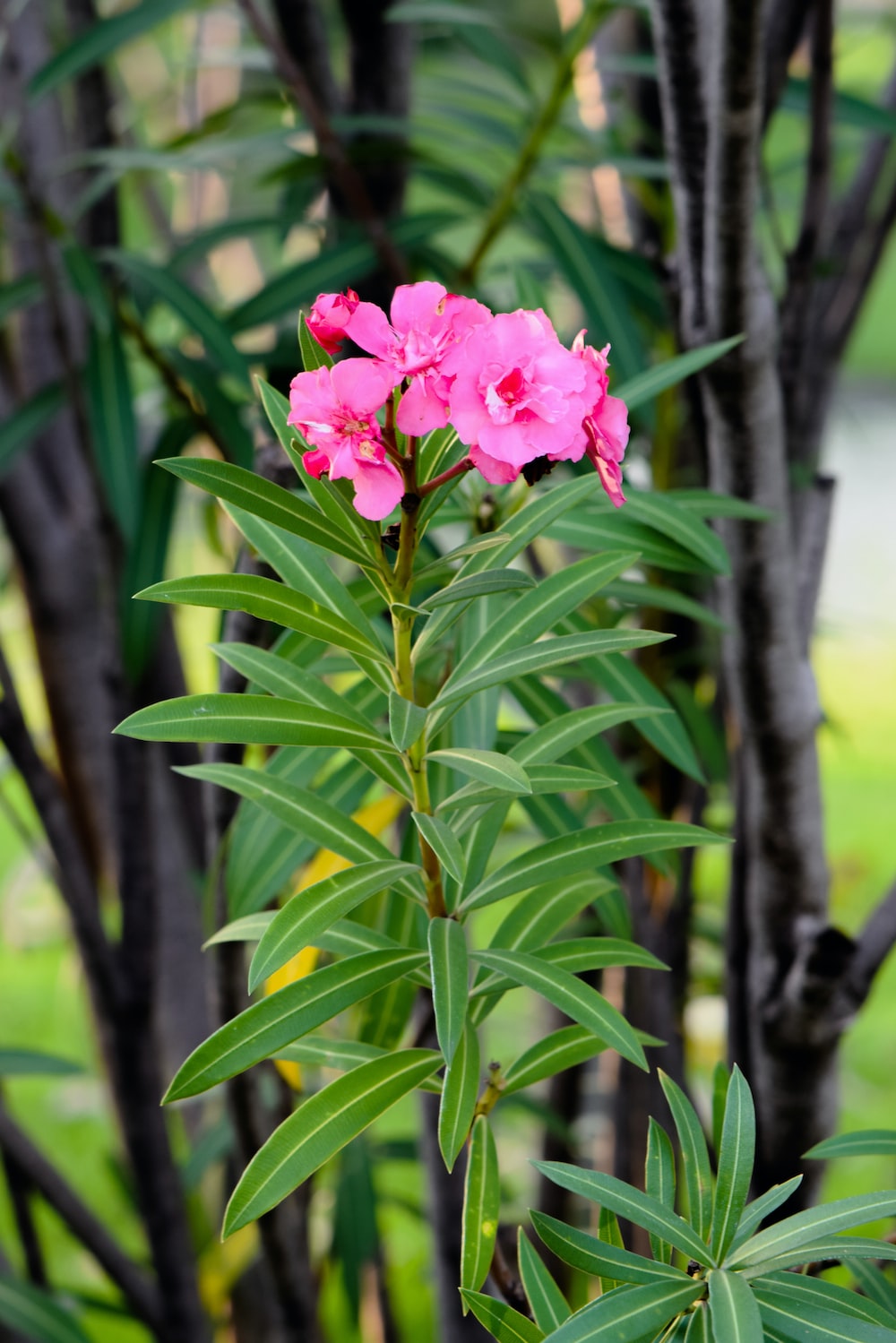 Oleander Picture. Download Free Image
