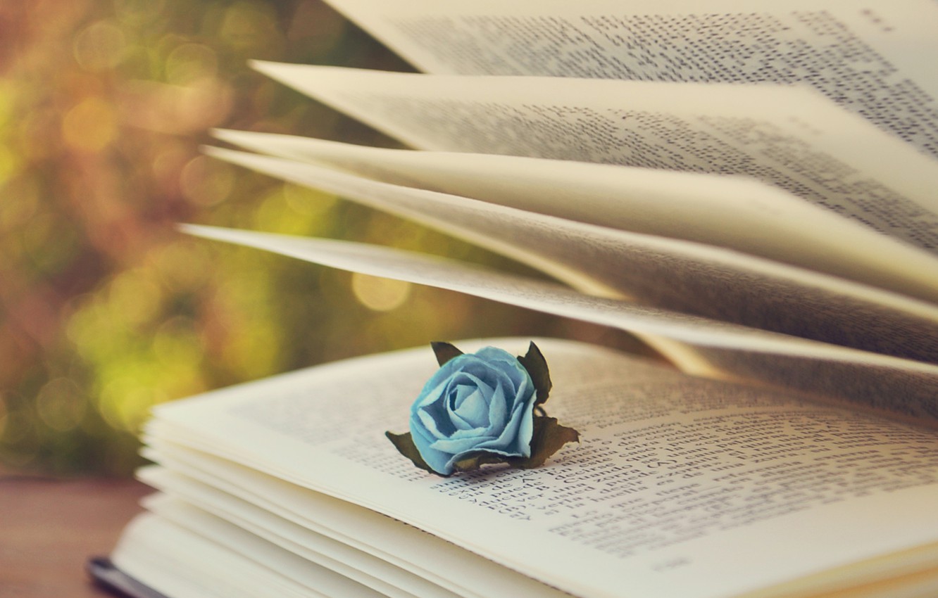 Wallpaper text, rose, book, page, blue, bokeh image for desktop, section настроения