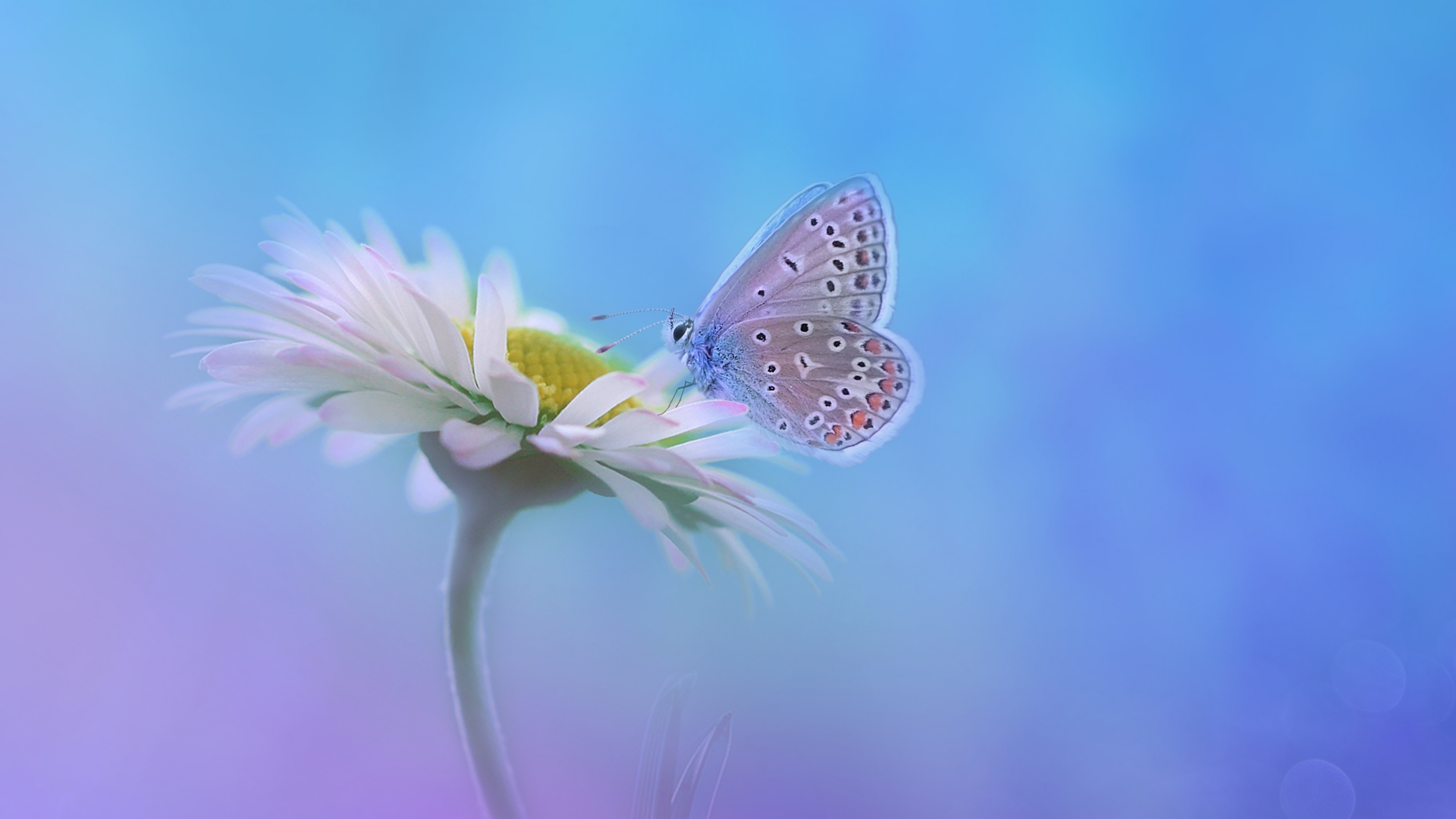Butterfly Wallpaper 4K, Gradient background, Flowers