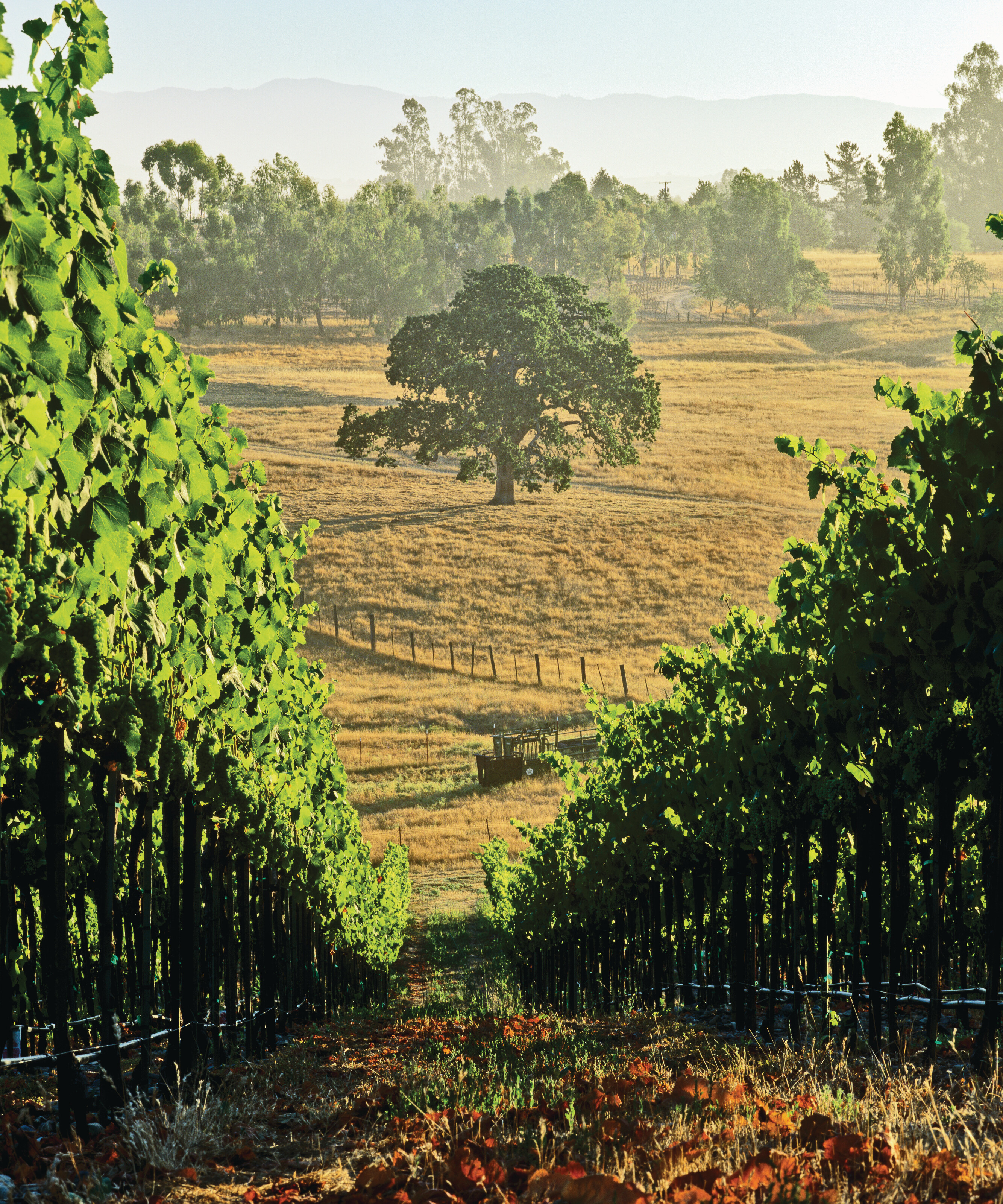Oak Tree In The Vineyard Mural Irwin Your Way