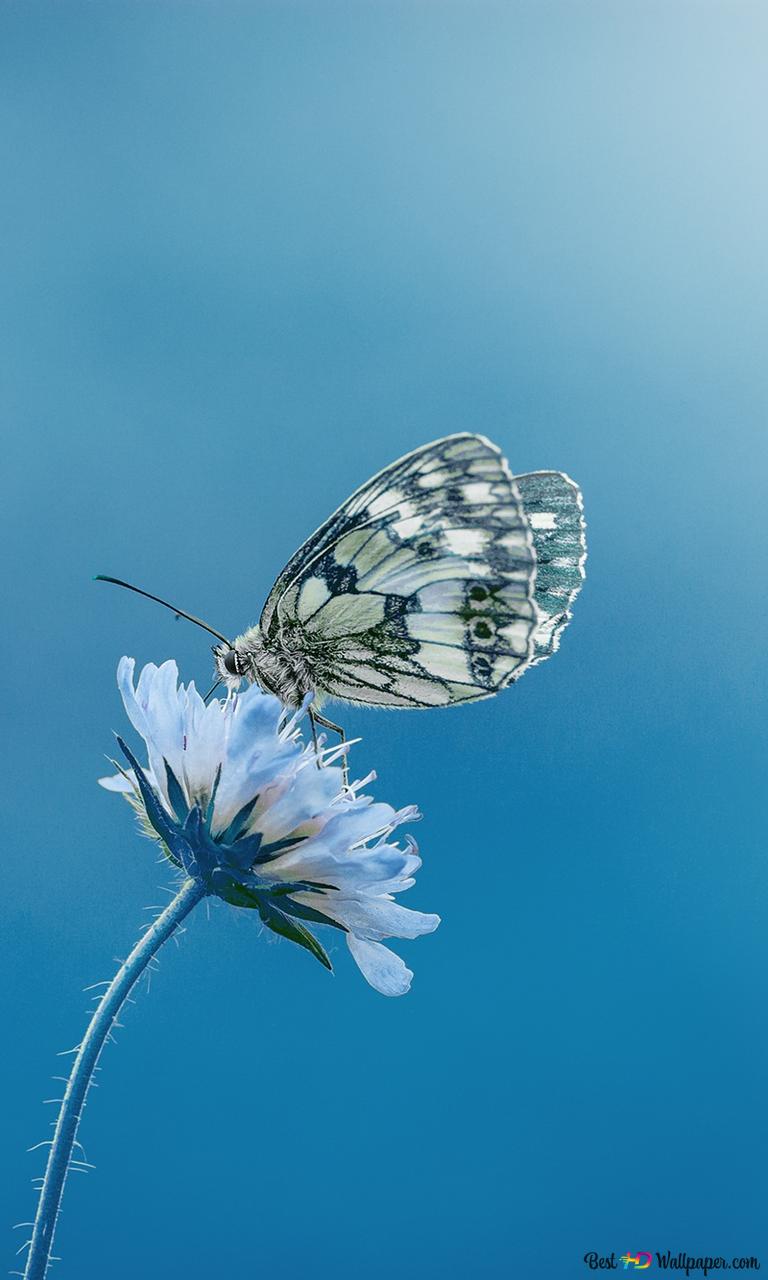 Checkered white butterly on a white flower HD wallpaper download