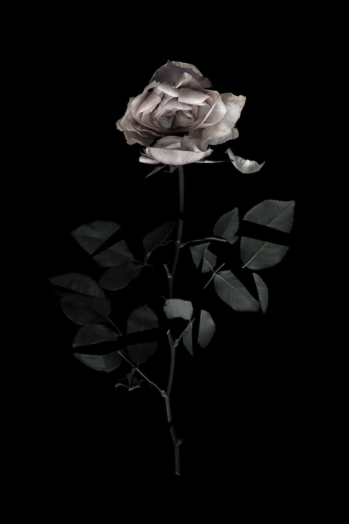 Nature's beautiful. Dark flowers, Black wallpaper iphone, Black wallpaper