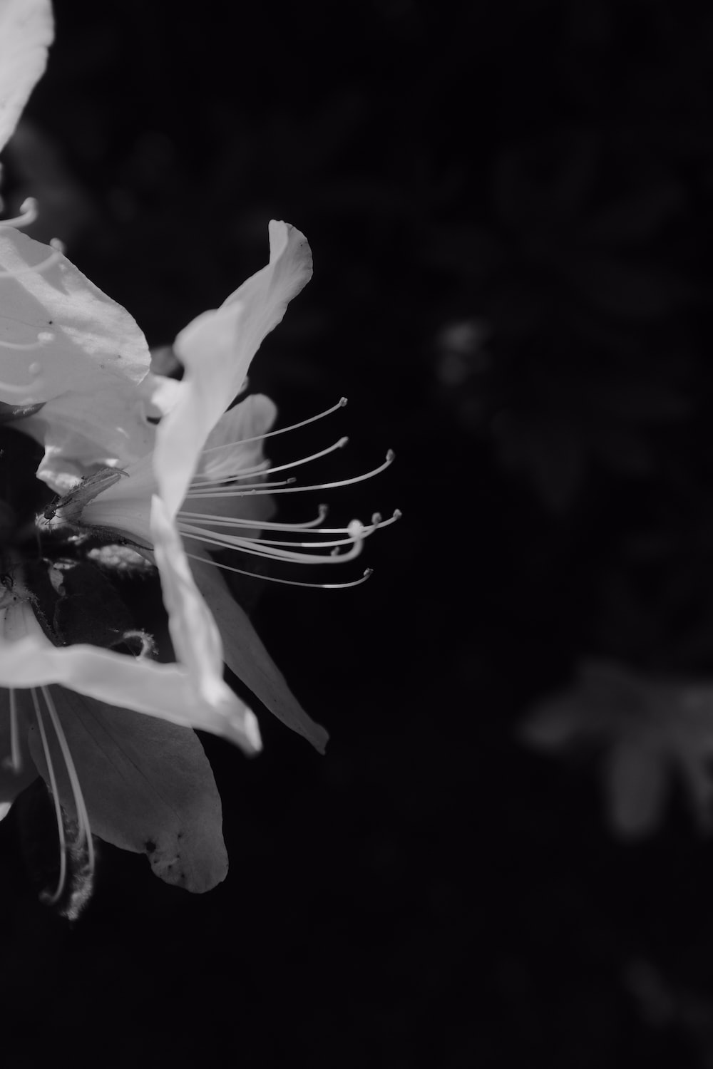 white flower in grayscale photography photo