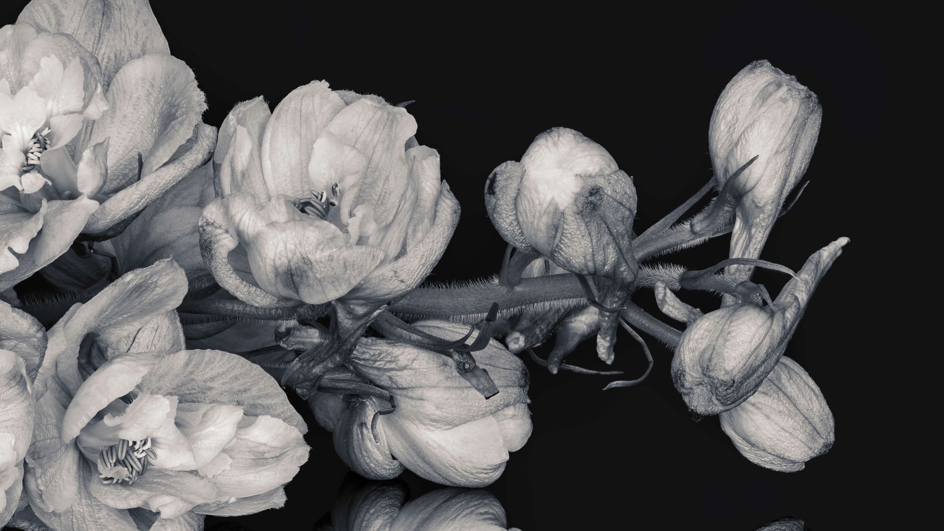 Reflection Flowers Black and White