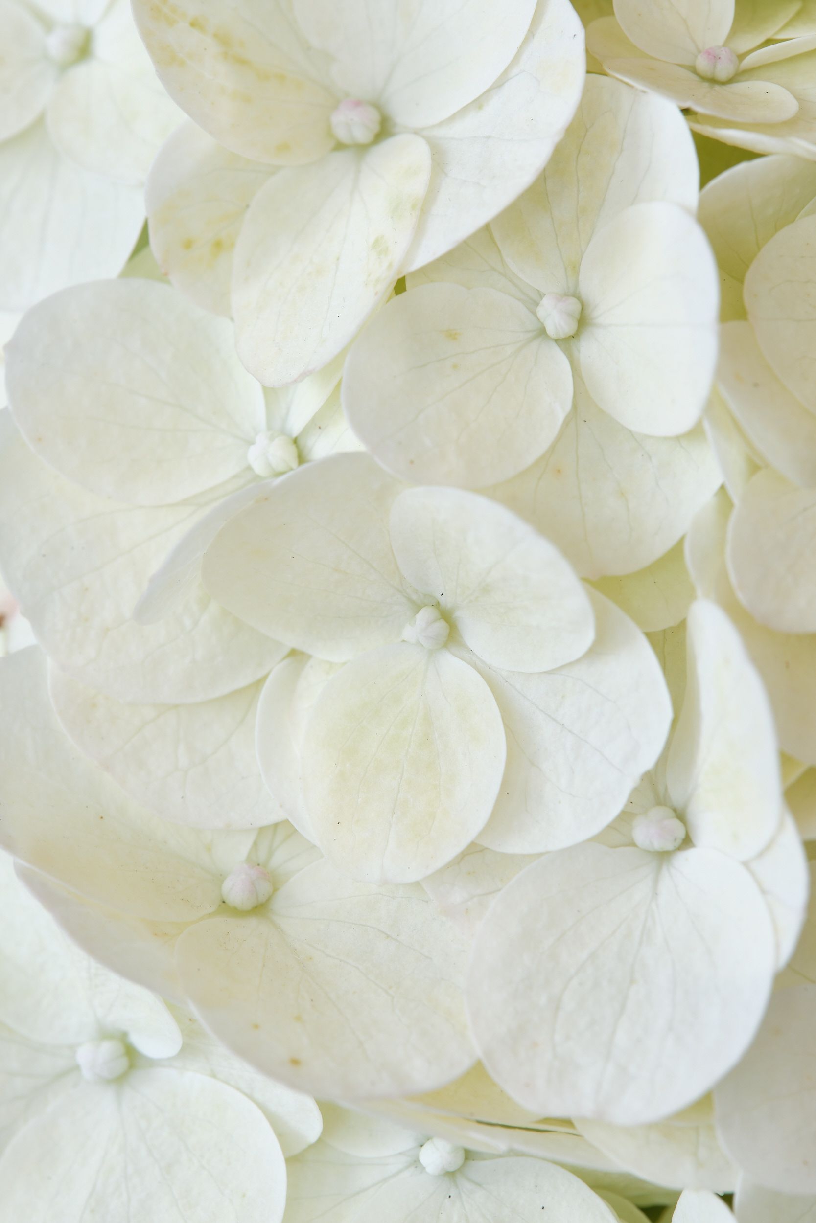 Hydrangea pan. Magical Mont Blanc BV. Magical plants & Flowers