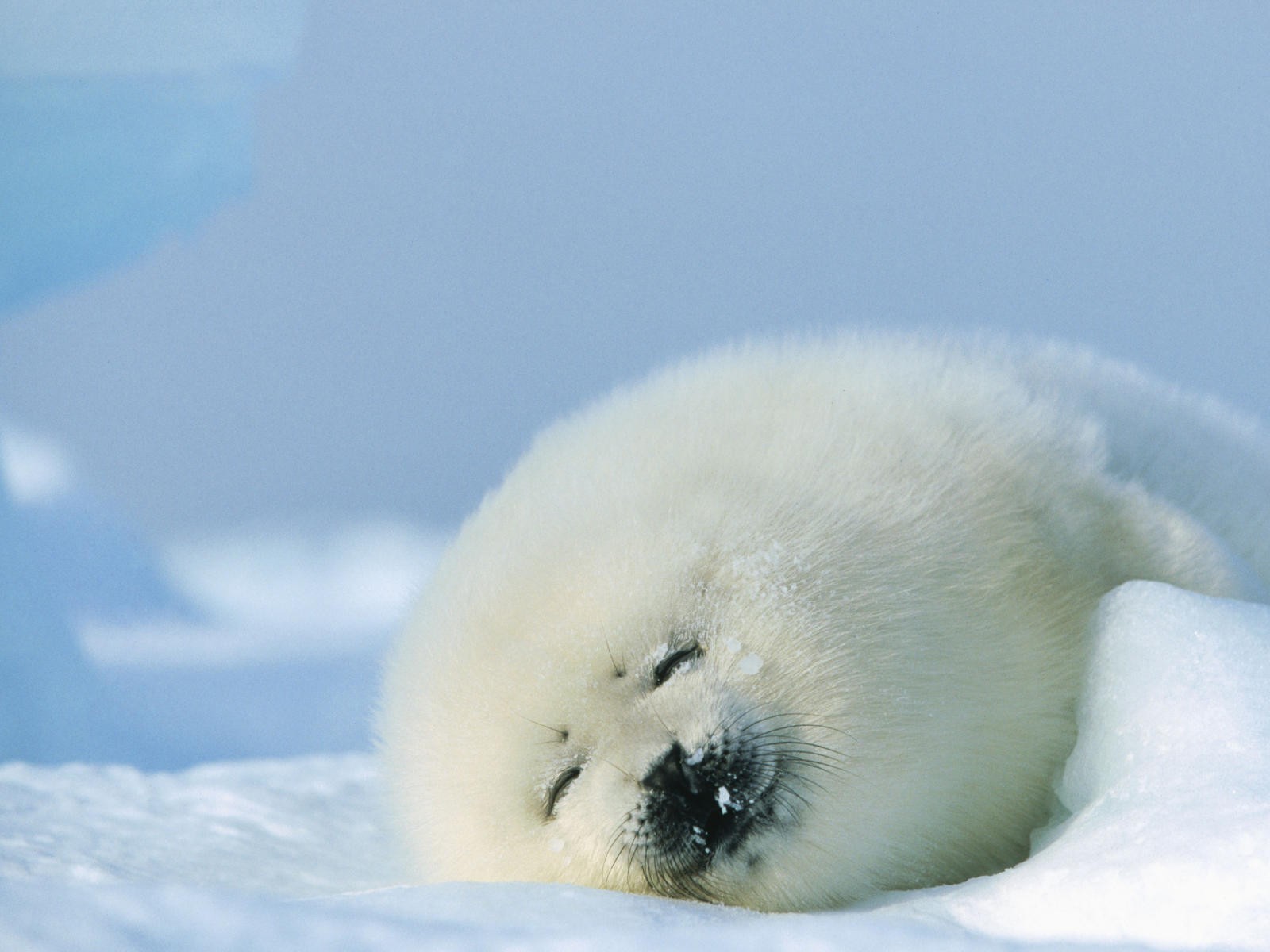 Harp Seal wallpaper. Harp Seal