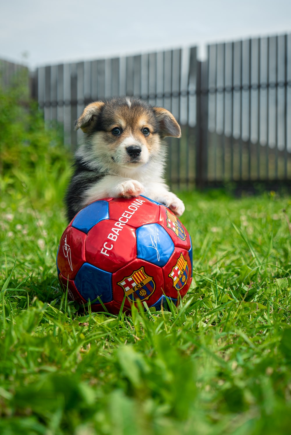 Soccer Dog Wallpapers - Wallpaper Cave