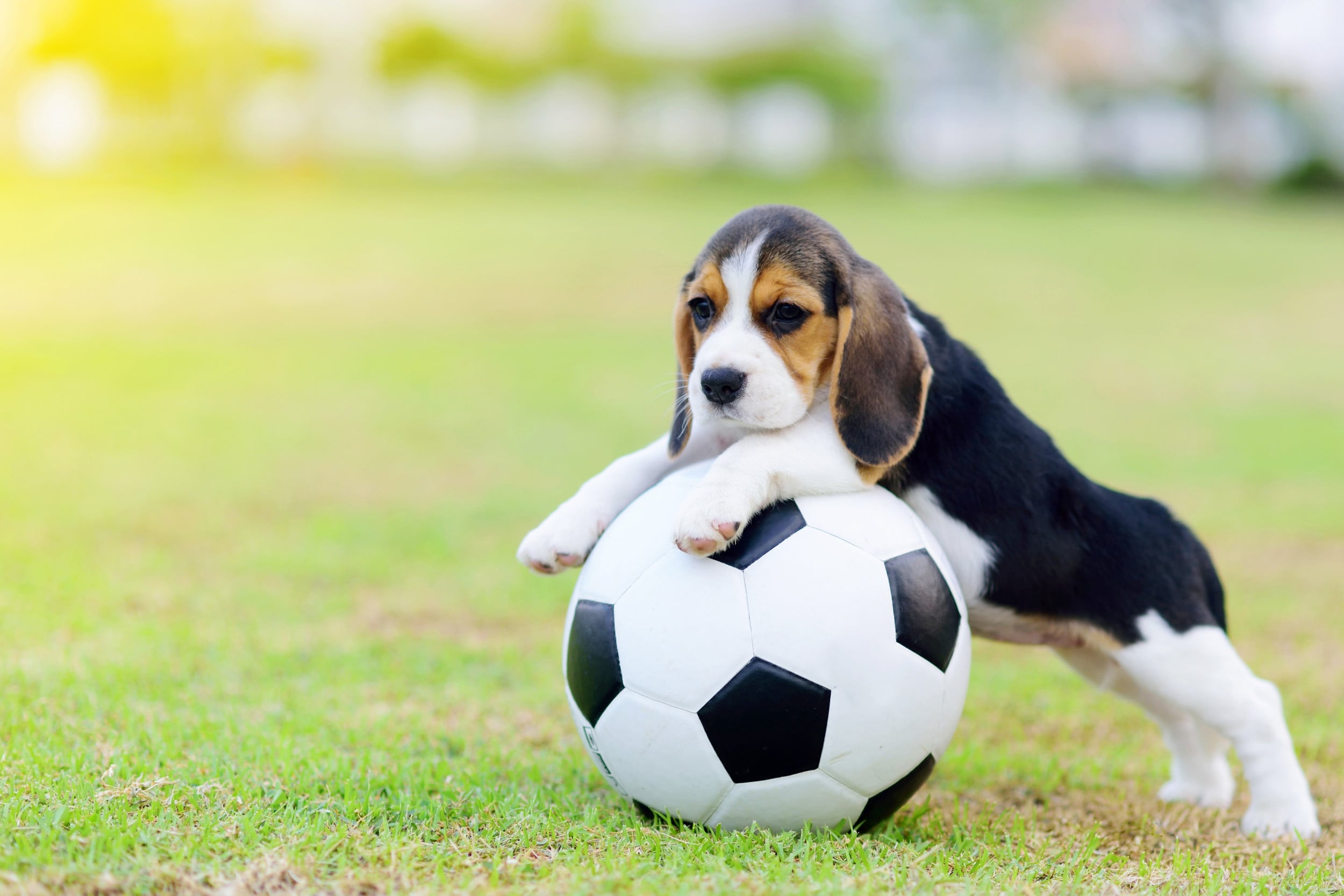 Soccer Dog Wallpapers - Wallpaper Cave