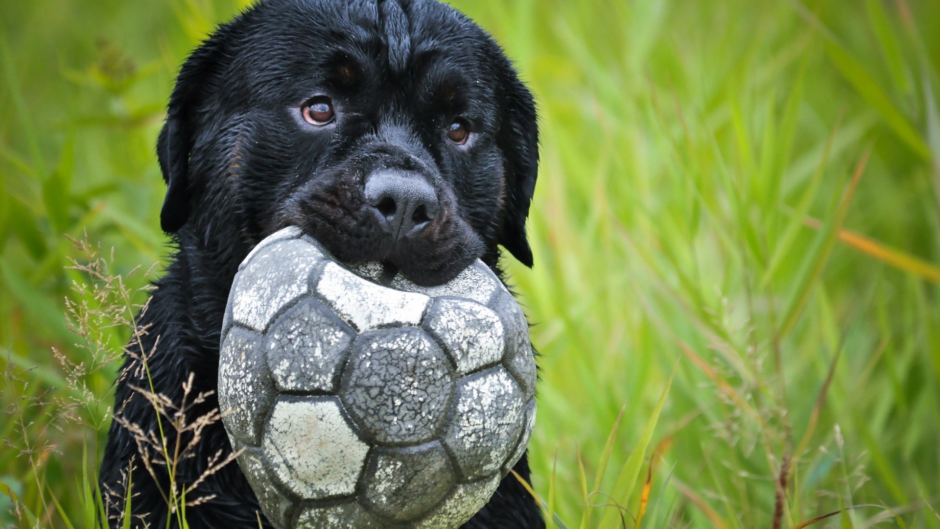 Soccer Dog Wallpapers - Wallpaper Cave