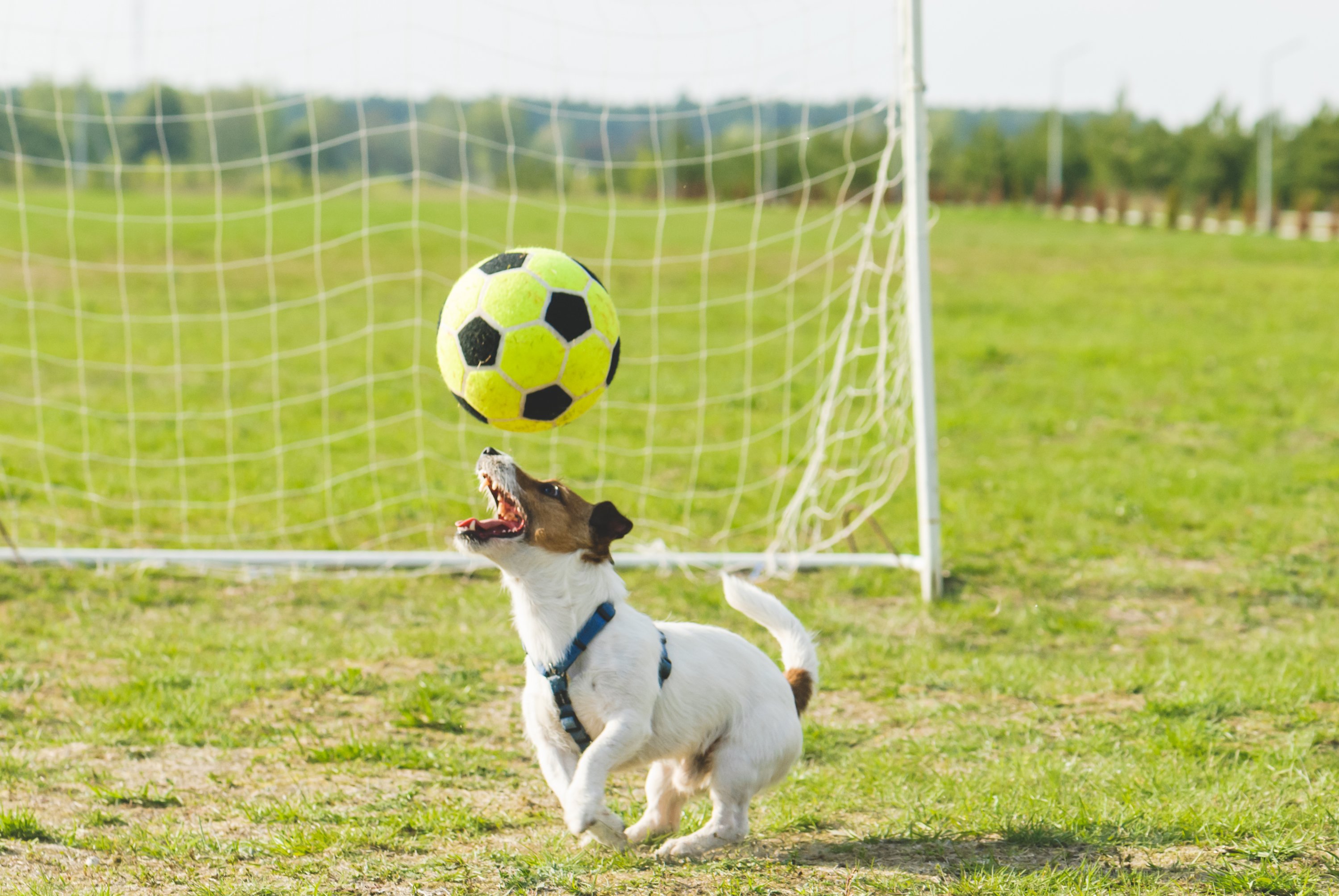 Soccer Dog Wallpapers - Wallpaper Cave