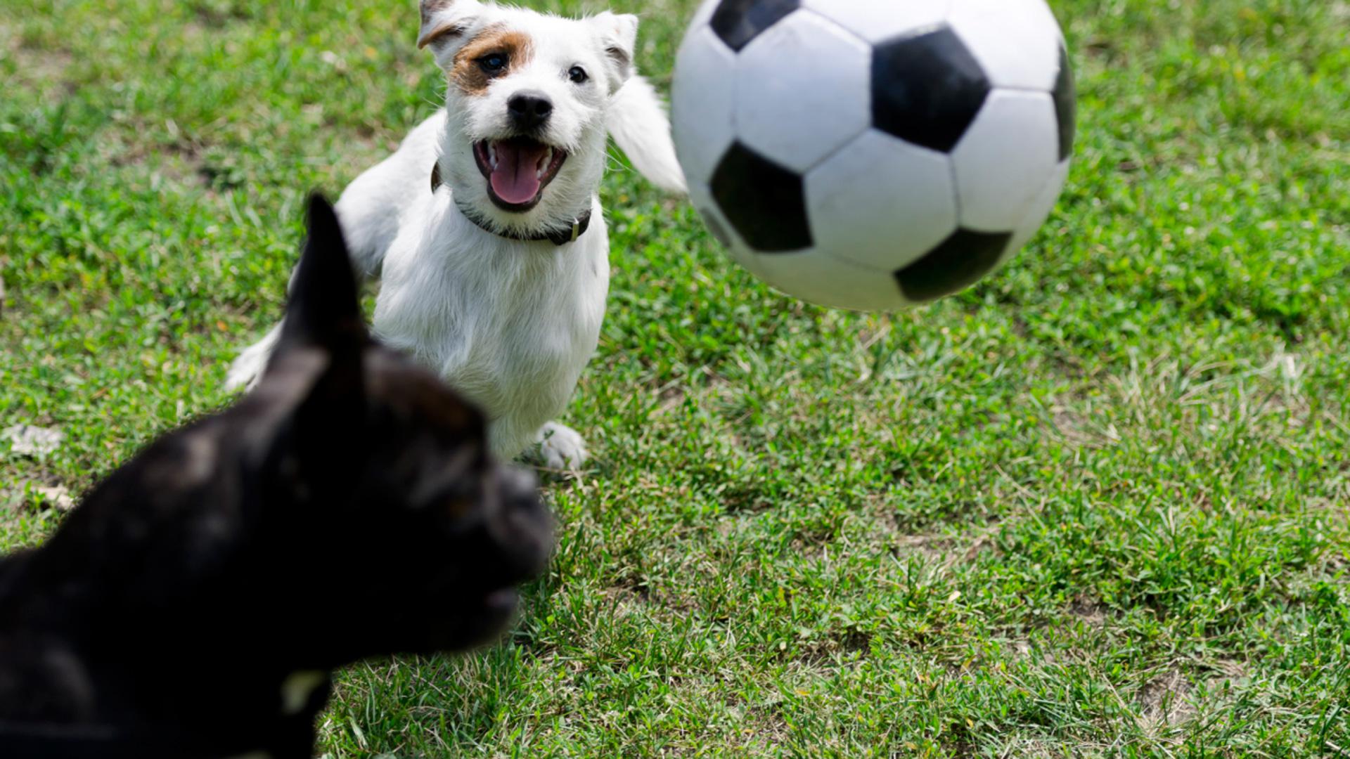 These Soccer Playin' Pups Could Probably Win The World Cup