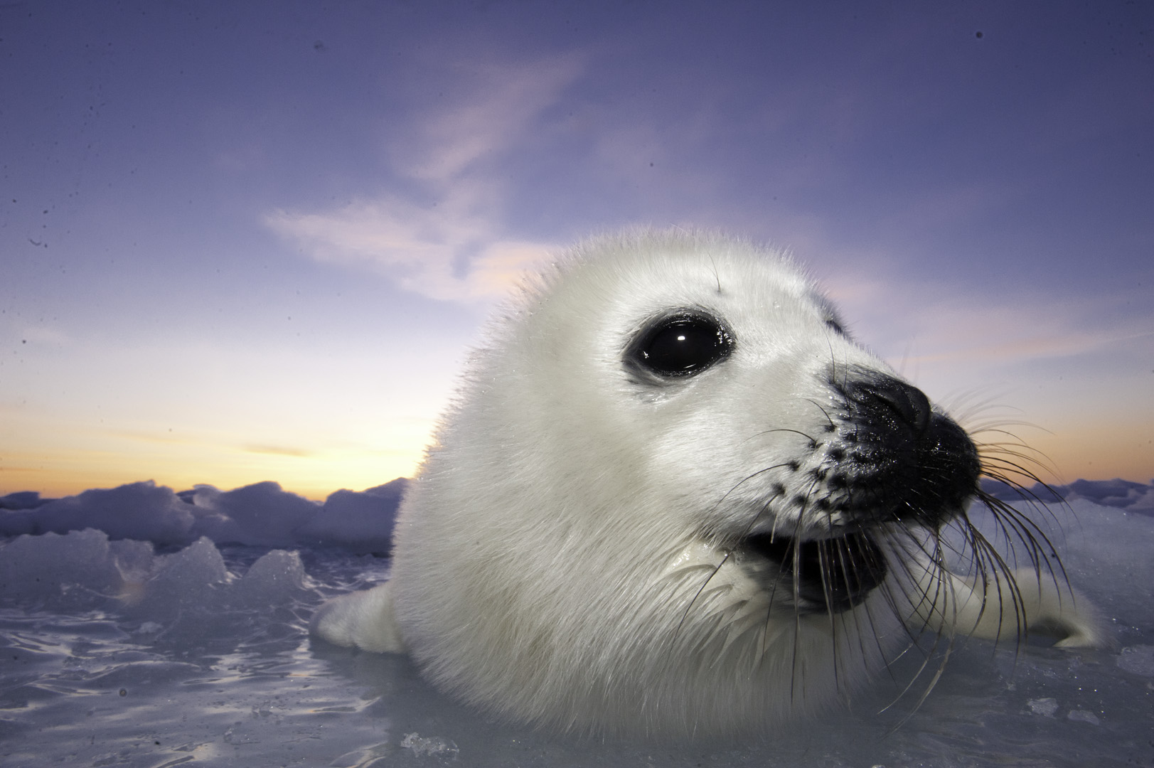 Harp Seals of St.Lawrence