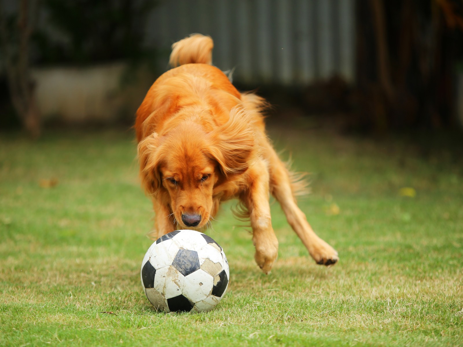 Soccer Dog Wallpapers - Wallpaper Cave