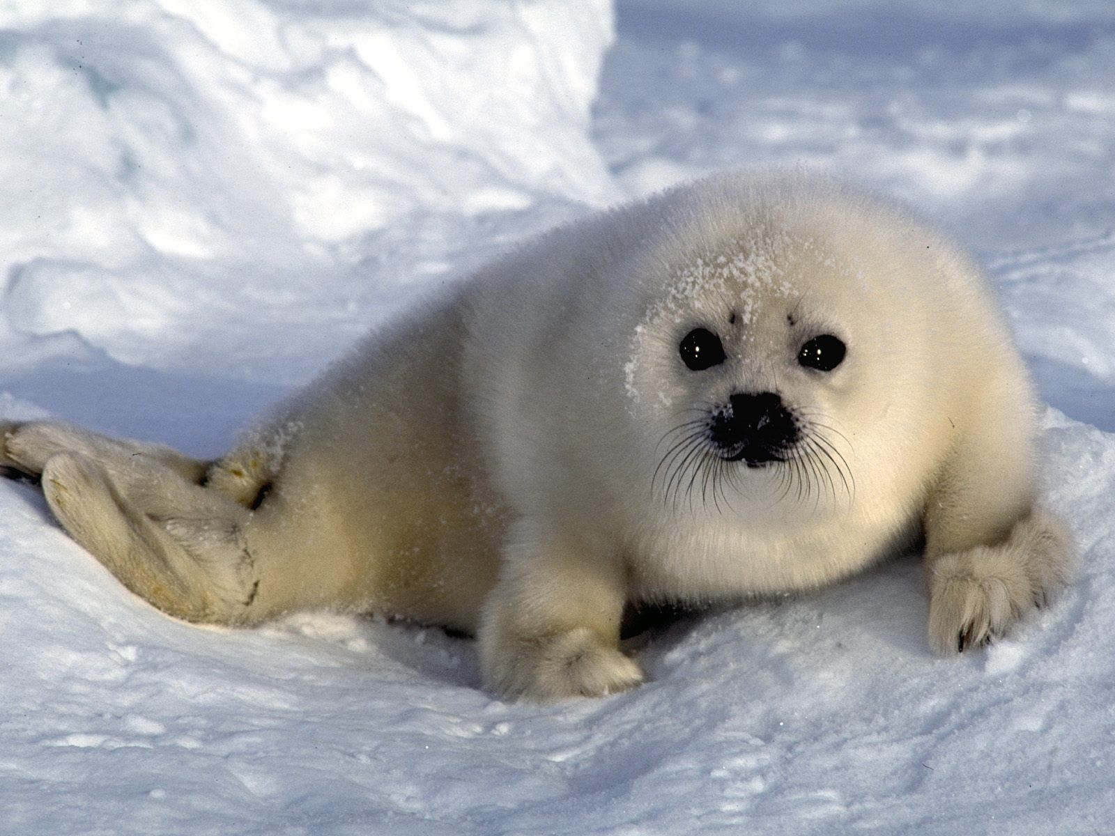 Seal Pup Wallpaper & Background. Artic animals, Antarctic animals, Seal pup