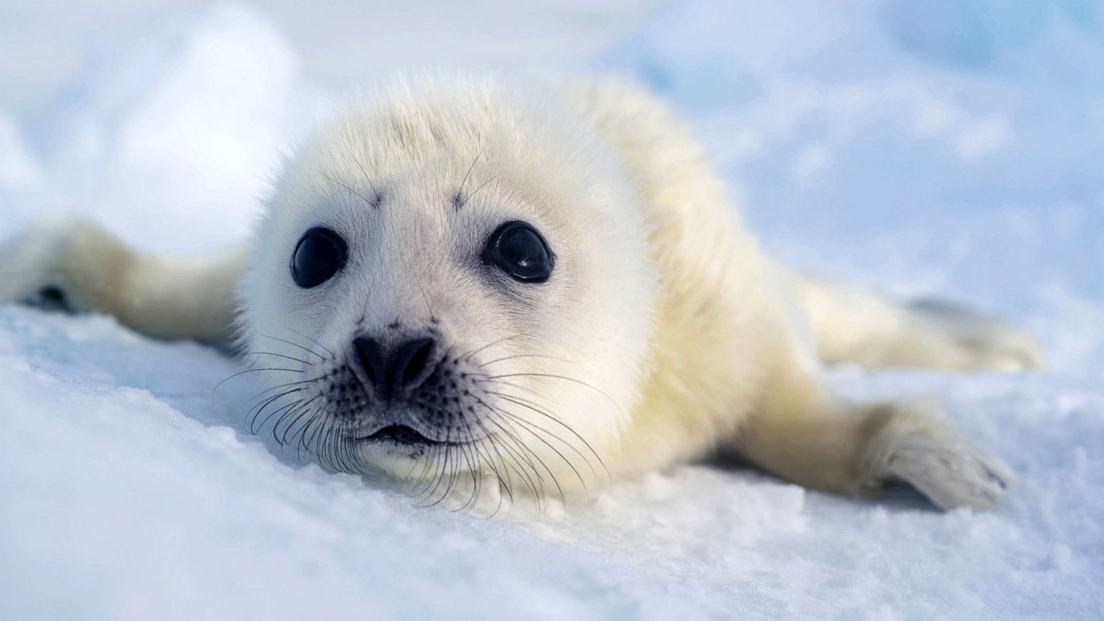 Extraordinary Earth: Here's how harp seal pups rely on ice floes in northwest Atlantic Morning America