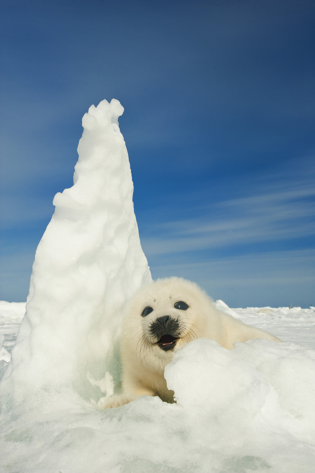 Harp Seals Wallpapers Wallpaper Cave