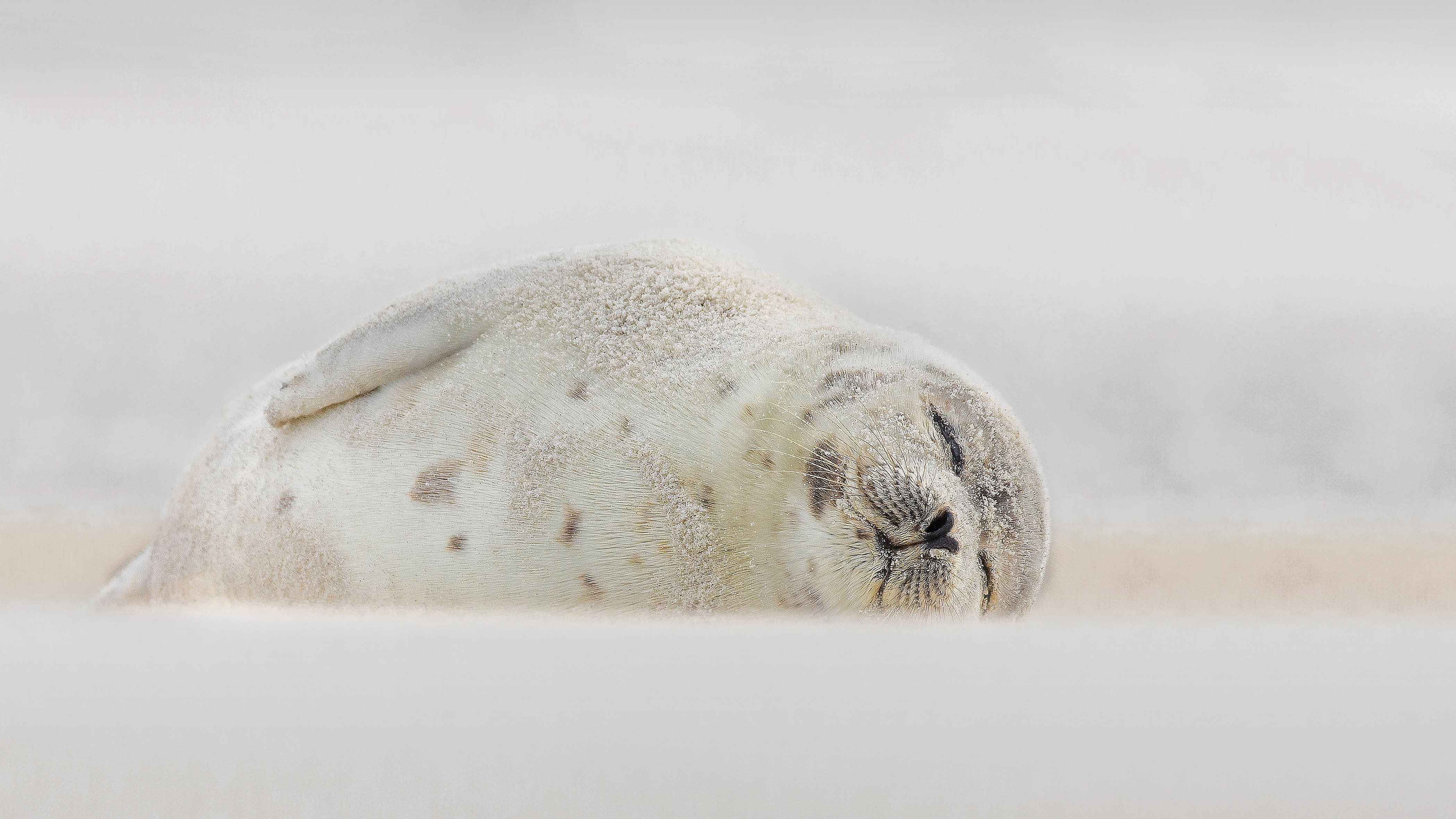 4K Harp Seal Wallpaper and Background Image