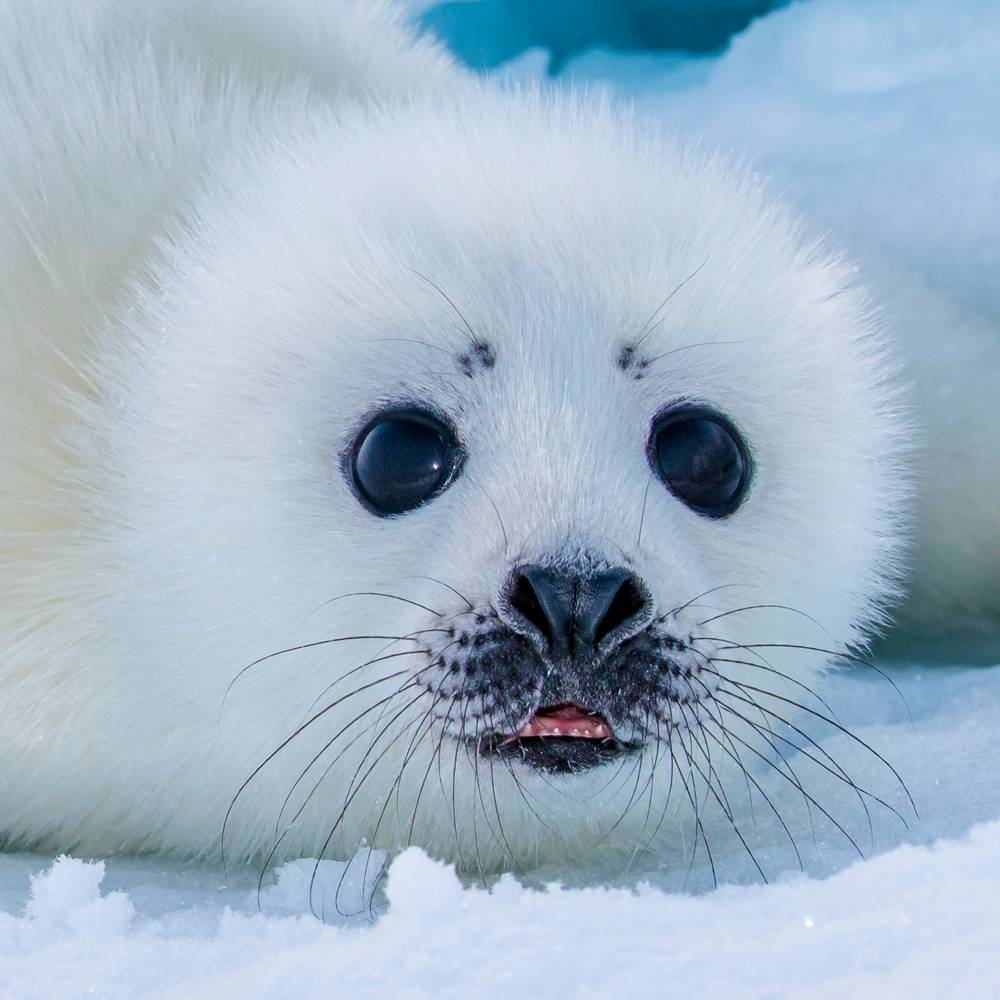 Harp seal 4
