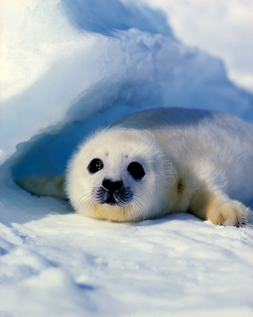 Wildlife Wall Mural. Baby Harp Seal Mural, Photographed by Jim Zuckerman Your Way