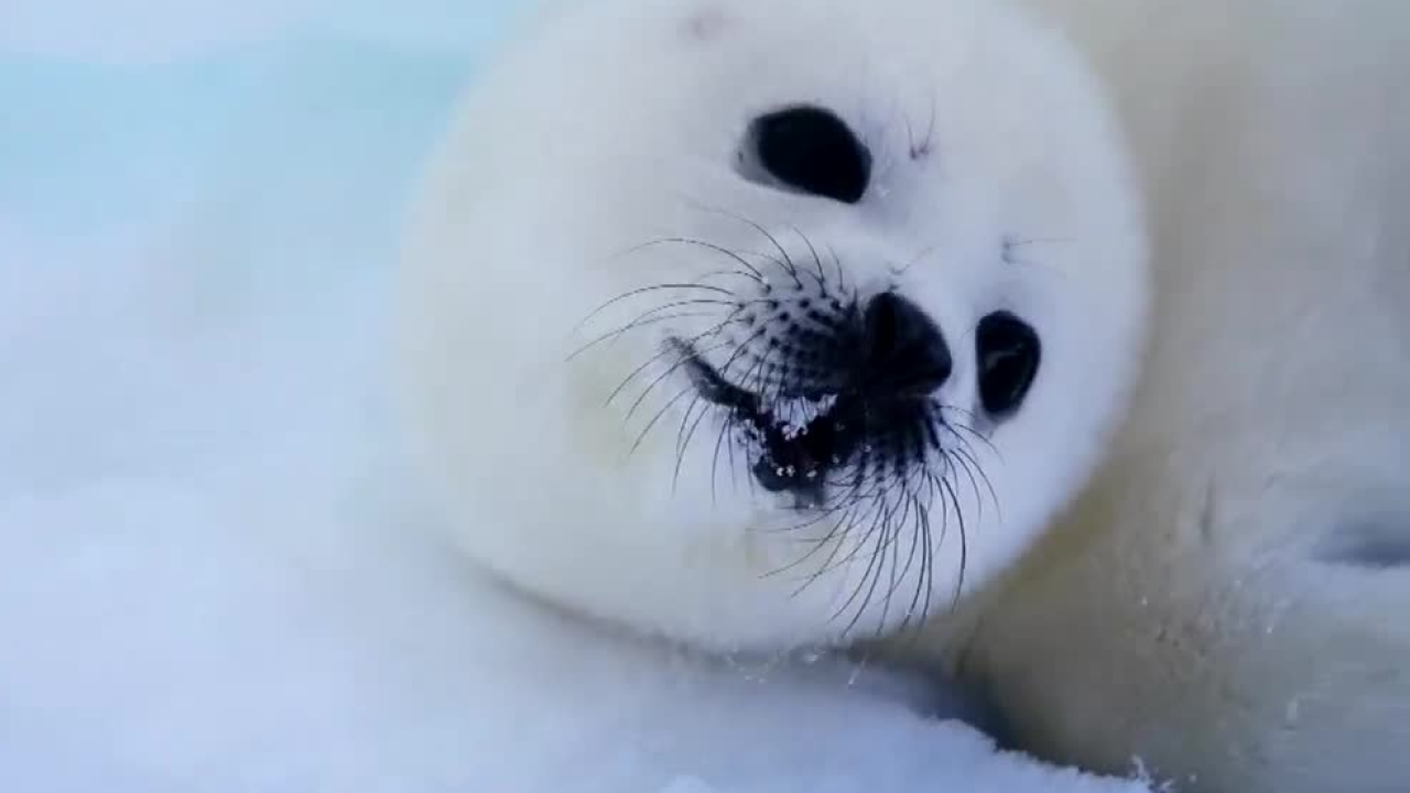 Harp Seals Wallpapers - Wallpaper Cave