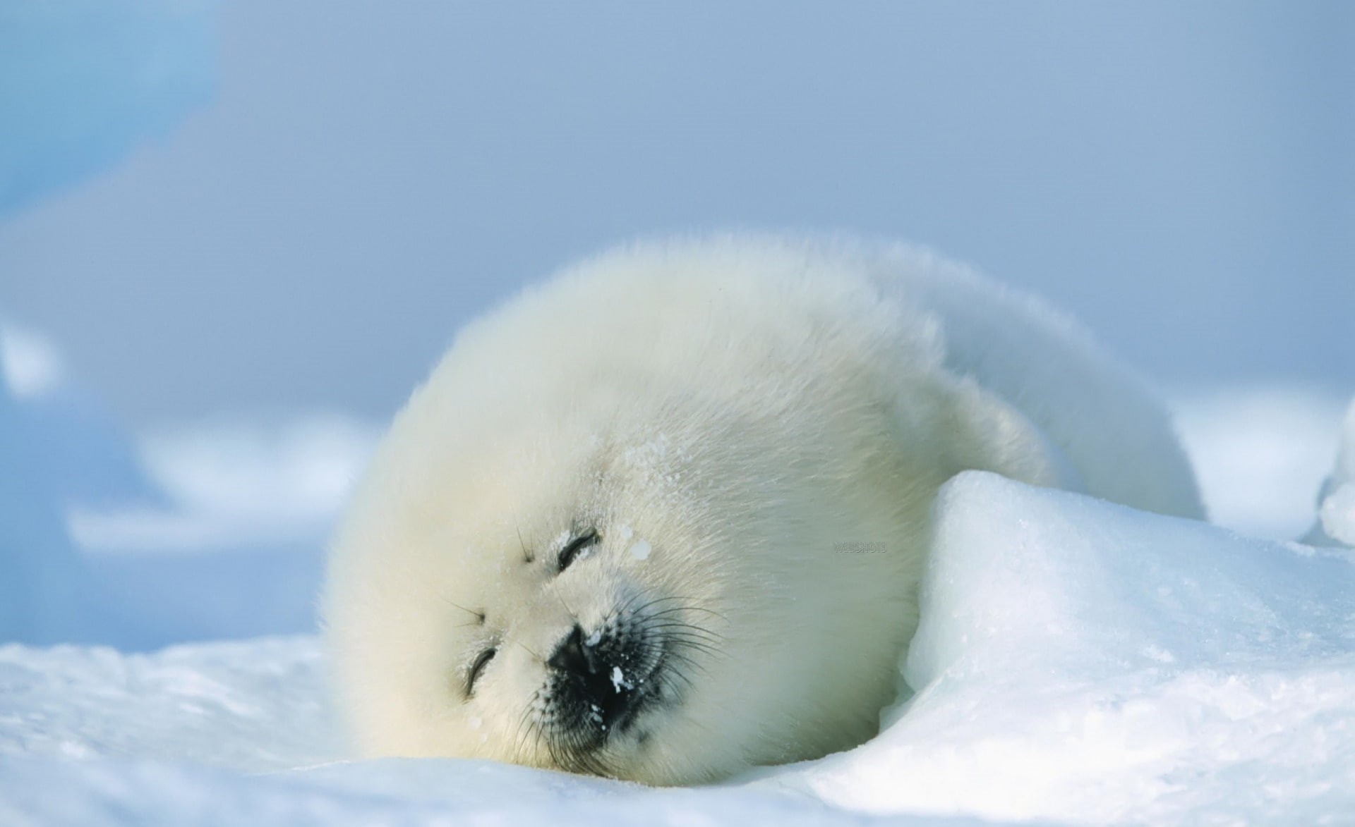 Wallpaper / resting, Animals, seal, winter, Sea, 1080P, mammal, harp, no people, outdoors, animal head, animal wildlife, snow, polar seal, nature, polar free download