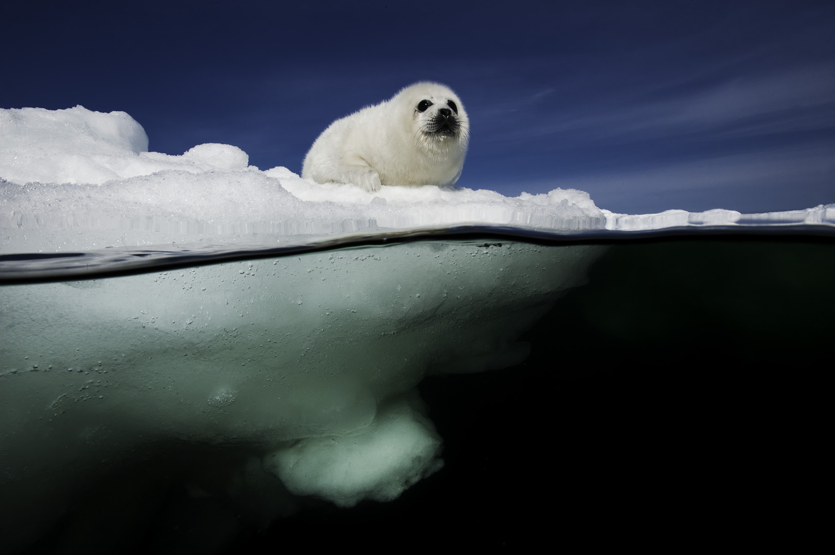 Harp Seals of St.Lawrence